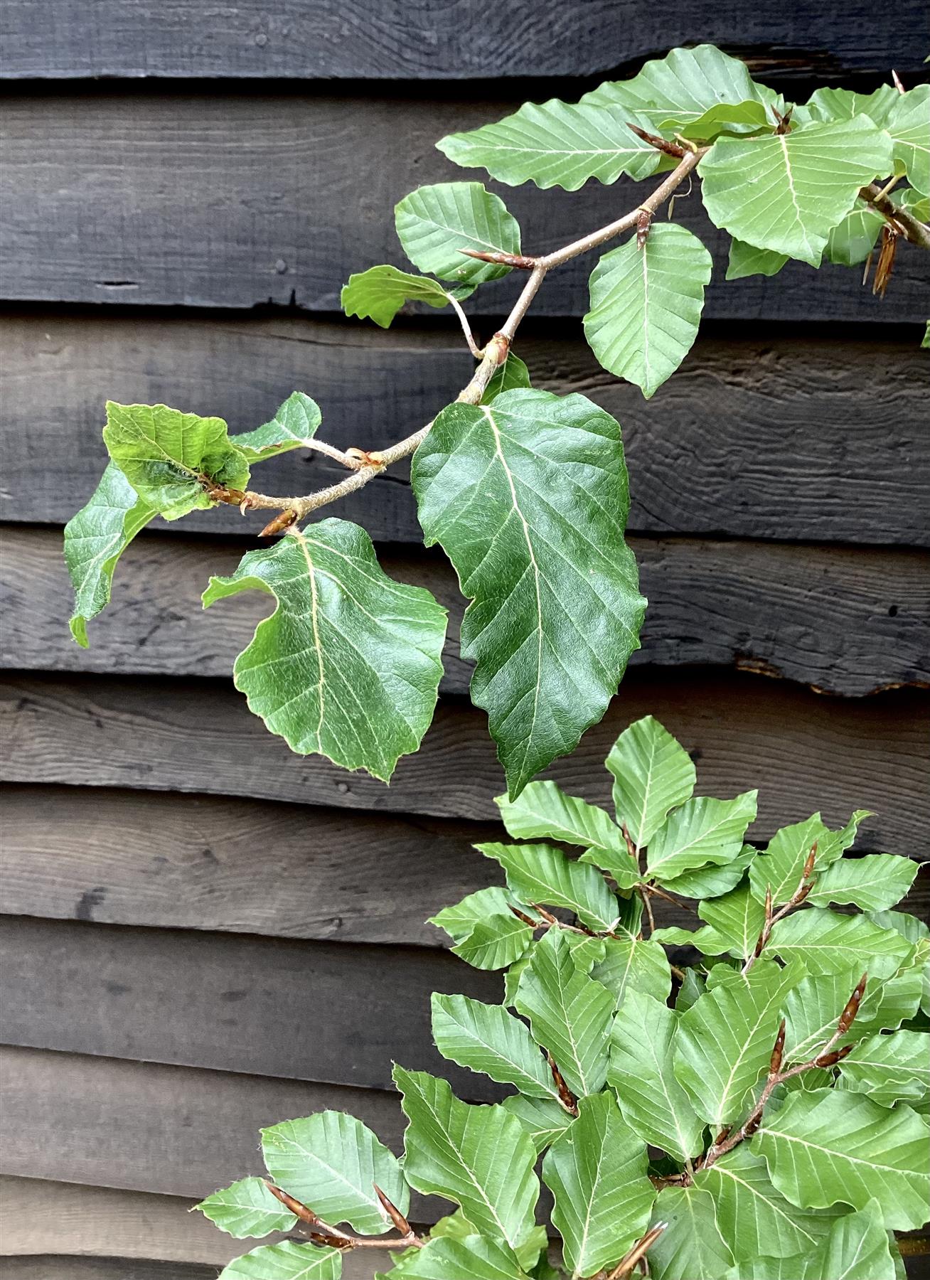 Fagus sylvatica | European Beech - Height 155-190cm - 12lt