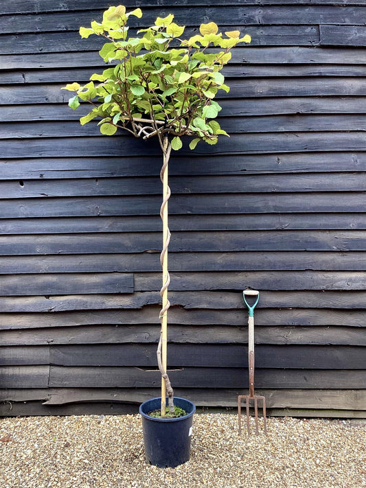 Actinidia chinensis | Kiwi Fruit Tree - 150-180cm, 25lt