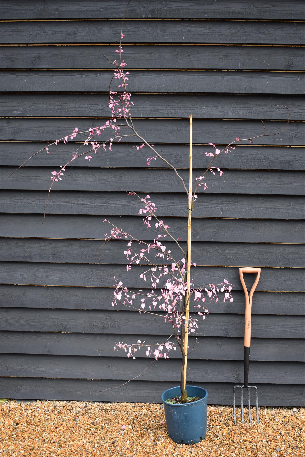 Cercis canadensis 'Carolina Sweetheart' | Eastern Redbud | Judas trees - 170-190cm - Bushy - 10lt