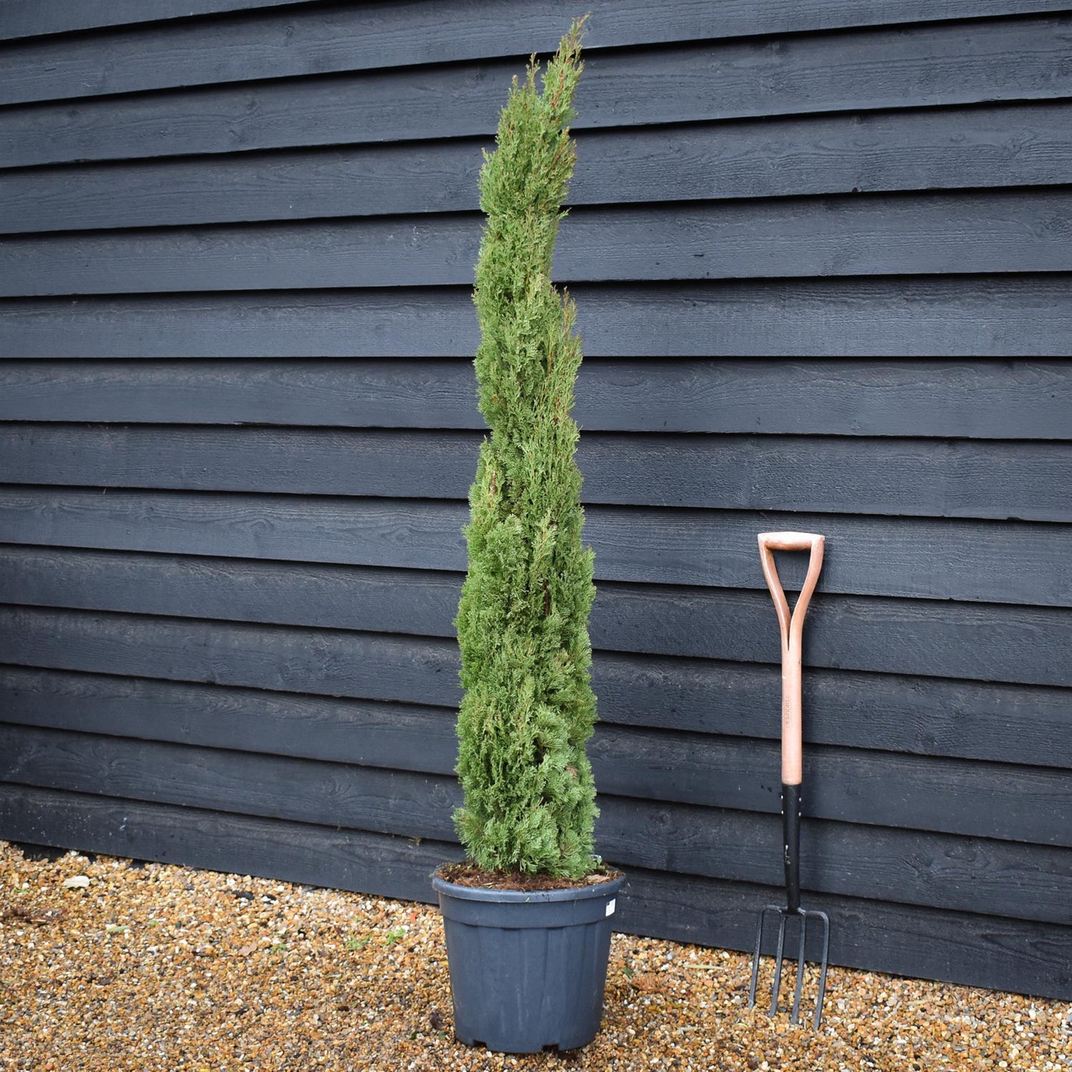 Cupressus sempervirens Totem | Italian Cypress ‘Totem’ - Height 160-170cm - 25lt