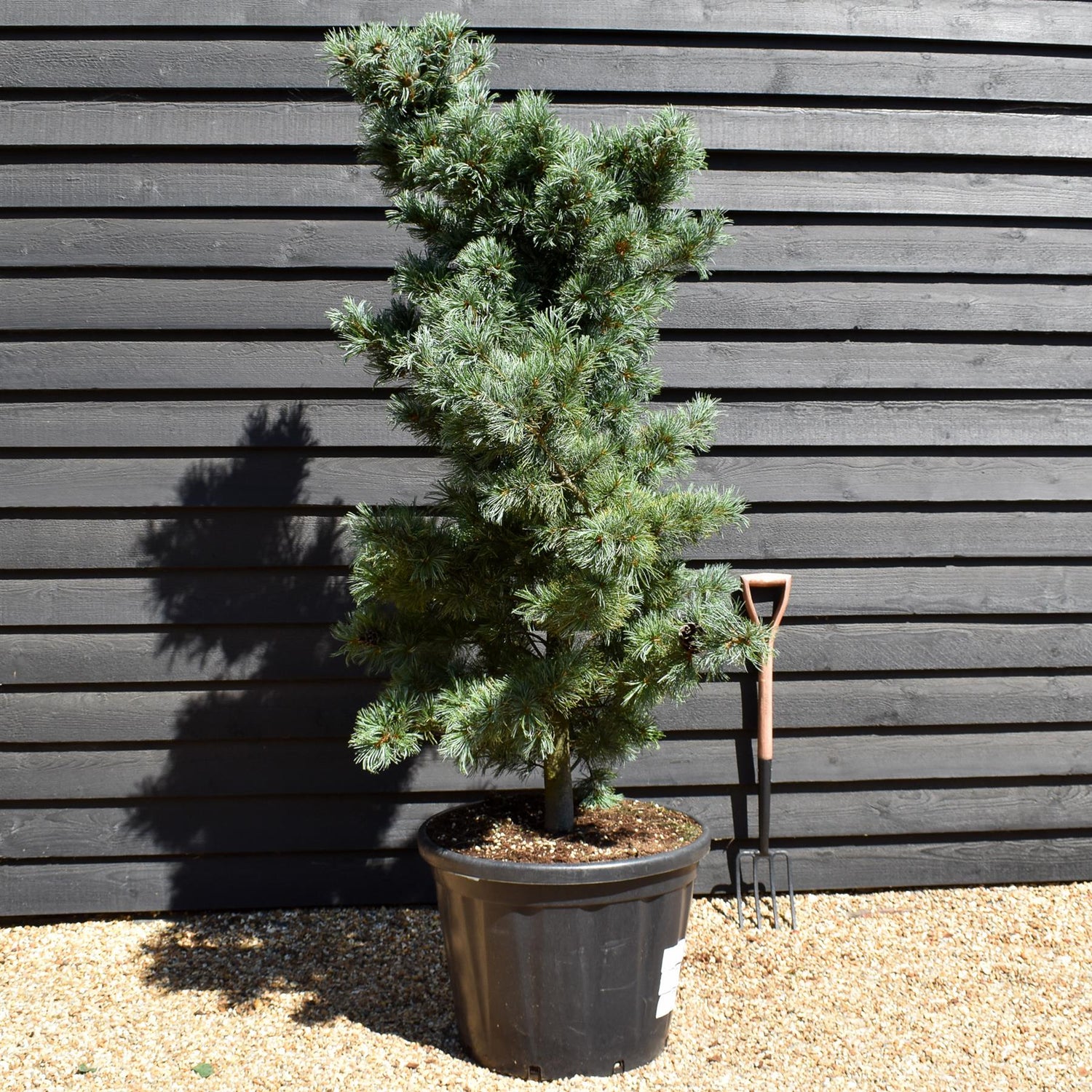 Pinus parvifloravGlauca - Japanese white pine - Height 180-200cm - 110lt