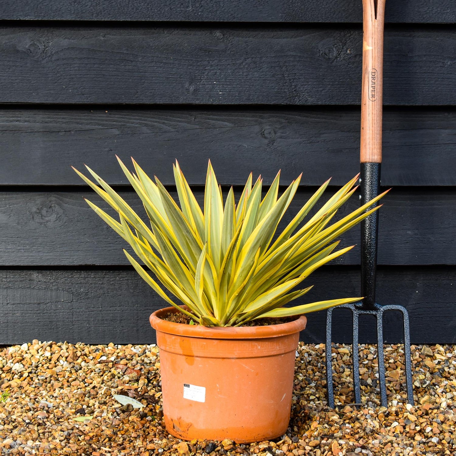 Yucca gloriosa 'Bright Star' | right Star Spanish Dagger - Height 30-50cm - 5lt