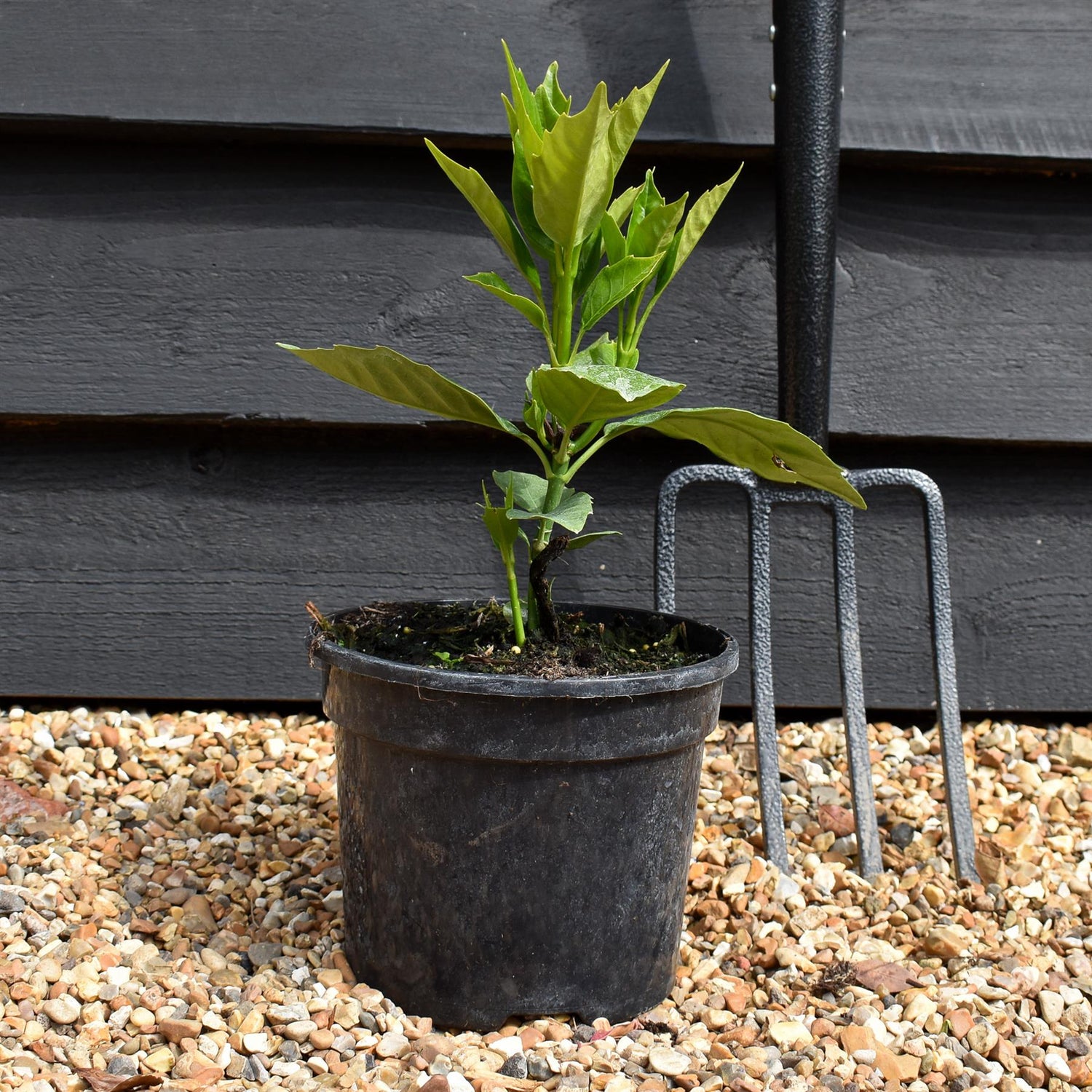 Aucuba japonica Rozannie |  Japanese laurel 'Rozannie' - 20-40cm, 3lt