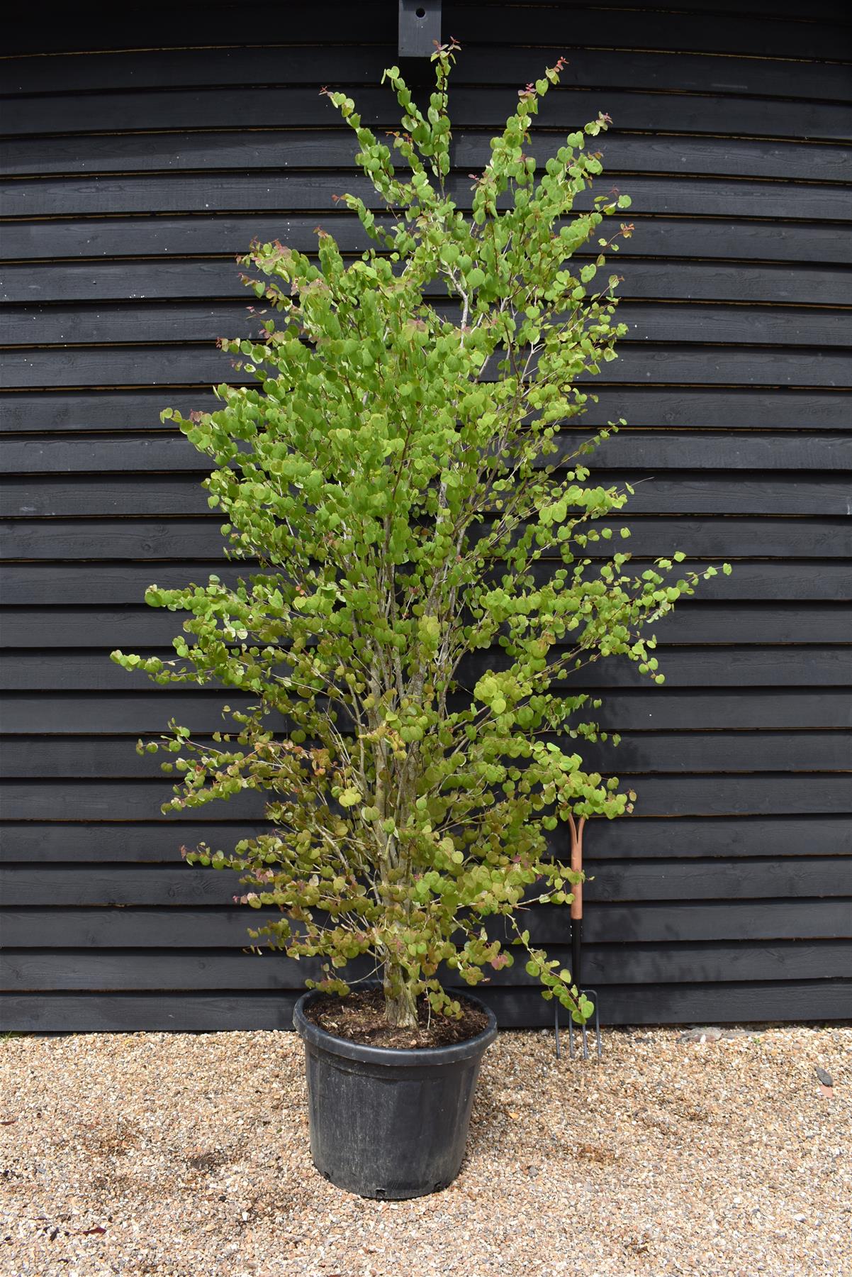 Cercidiphyllum japonicum | Japanese Katsura Tree - 230-250cm, 80lt
