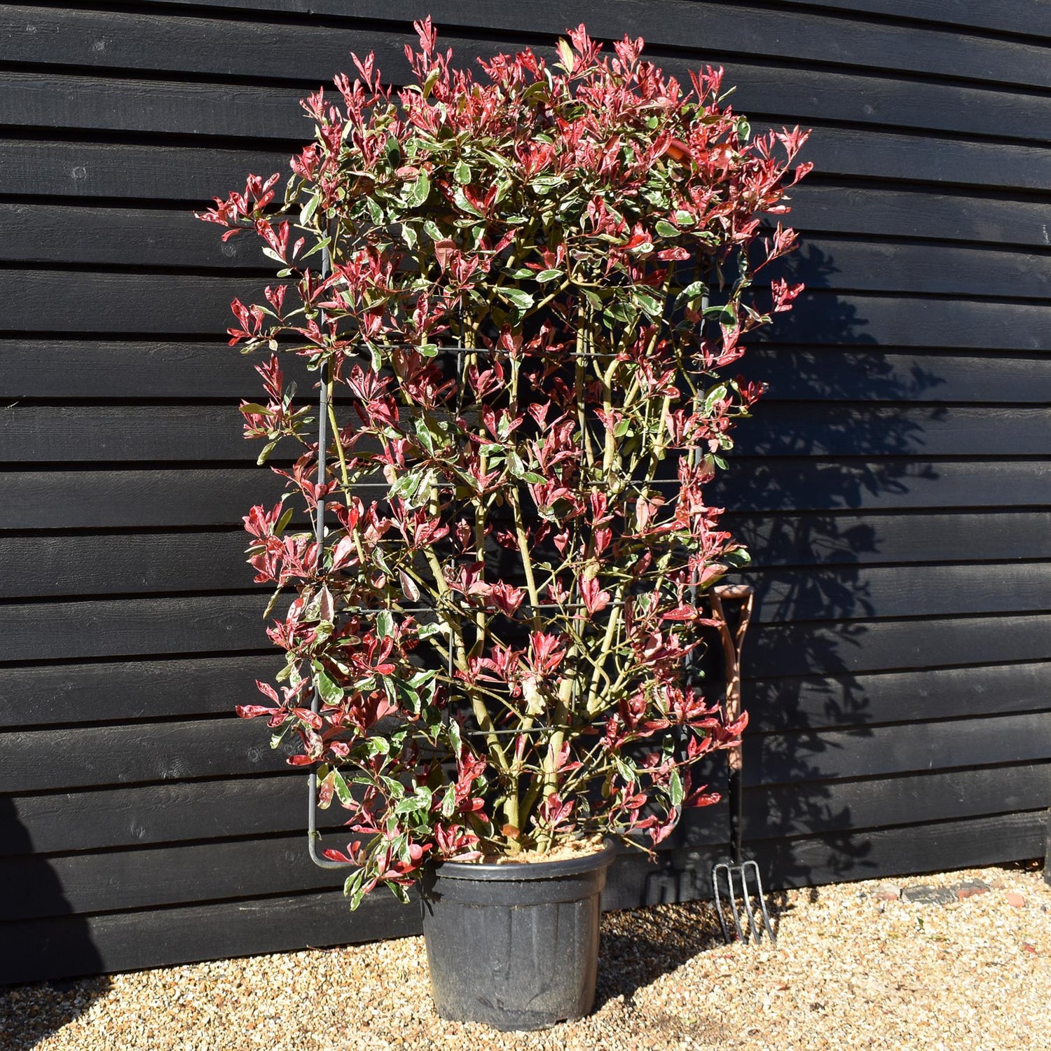 Photinia fraseri Pink Marble ('Cassini') - Metal Frame/Espalier - Height  150cm Width 100cm - 55lt