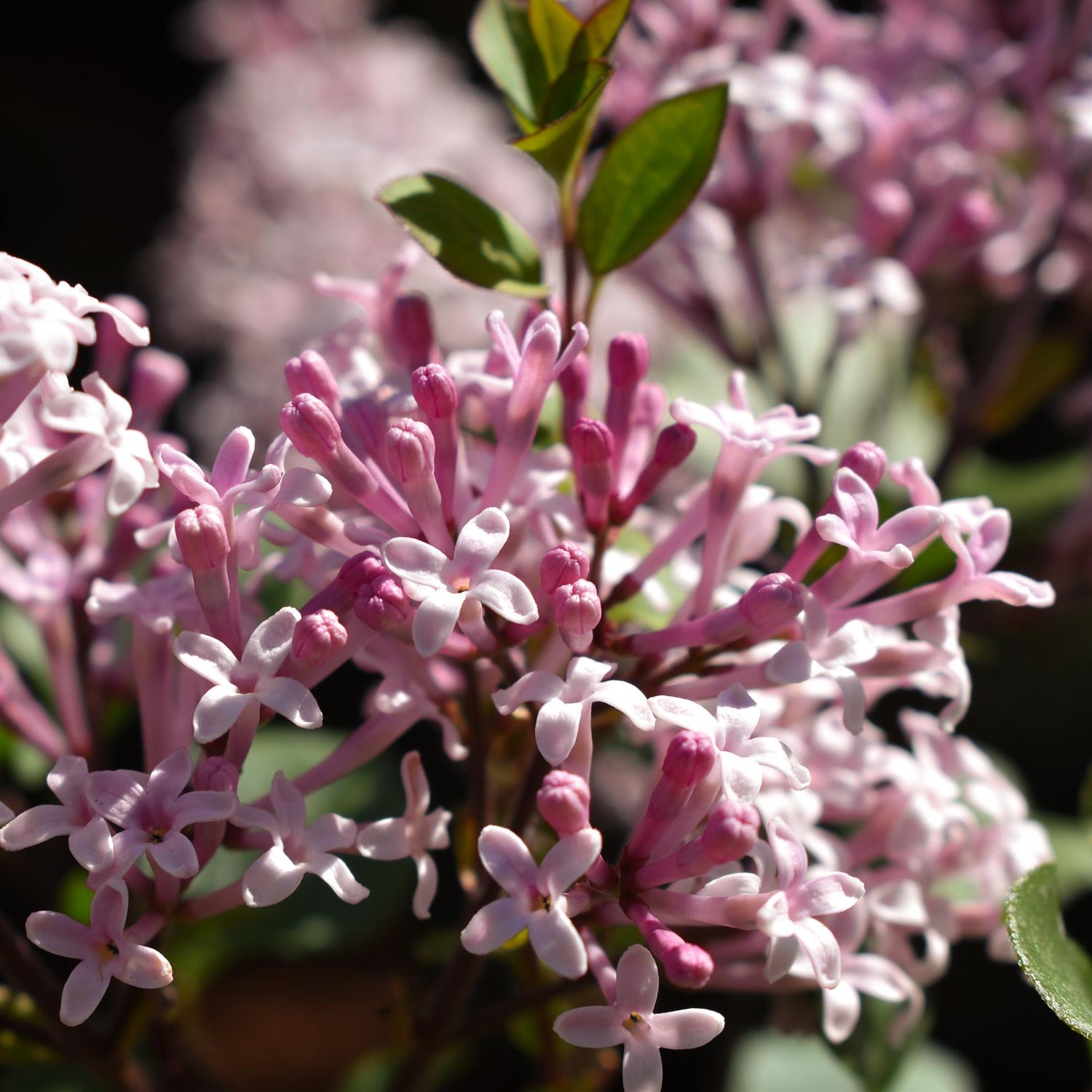 Syringa meyeri 'Palibin' - Shrub - Height 15-25cm - 3lt