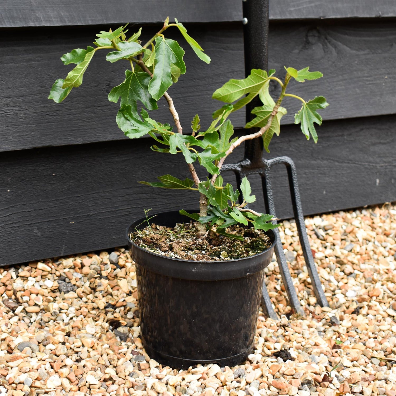 Fig | Ficus carica 'Little Miss Figgy' - Shrub - 25-40cm - 3lt