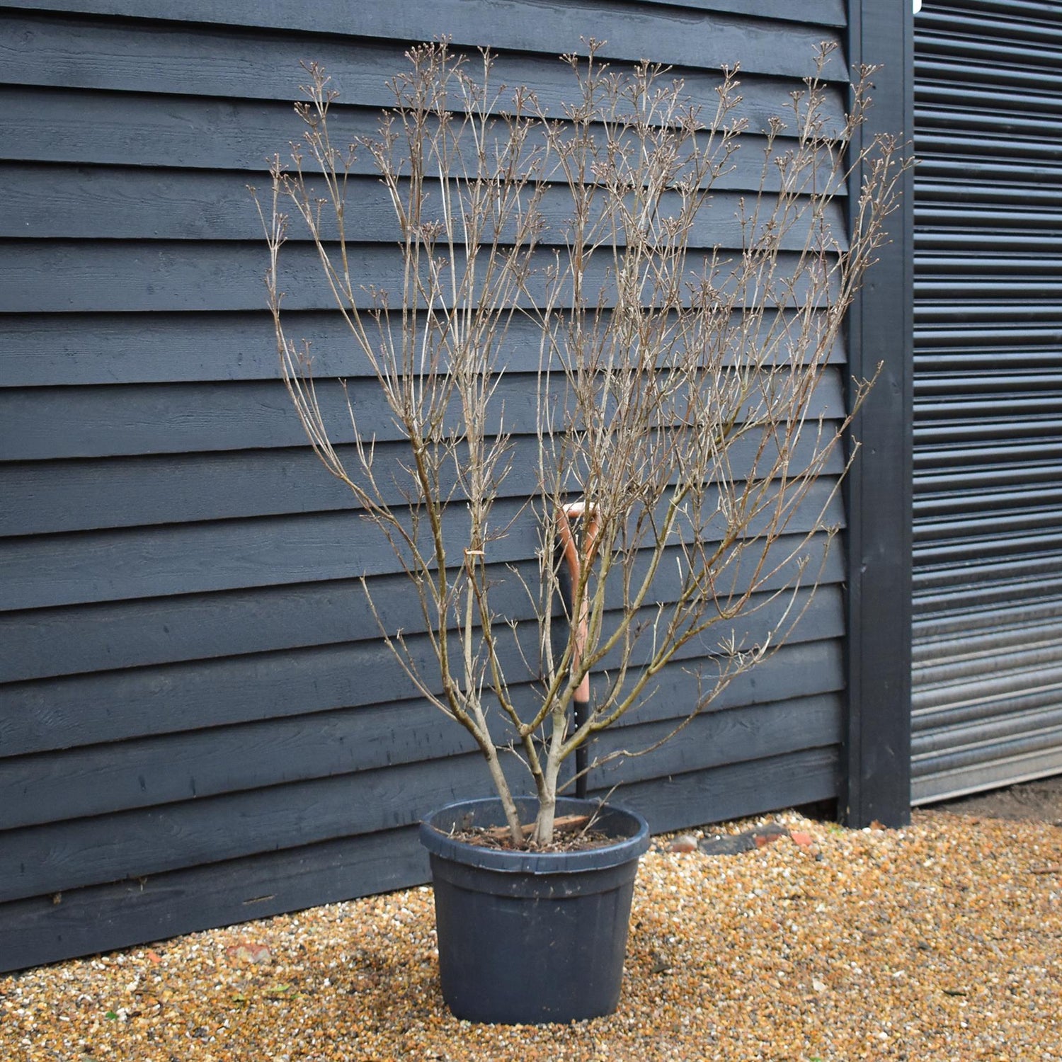Cornus kousa 'Milky Way' | Dogwood 'Milky Way' - Bush - Height 160-180cm - 50lt
