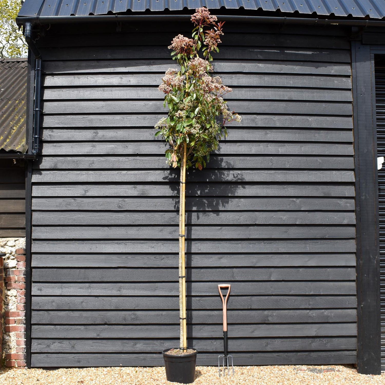 Photinia Red Robin | Christmas berry 'Red Robin' - 300-350cm - 8-10cm - 25lt
