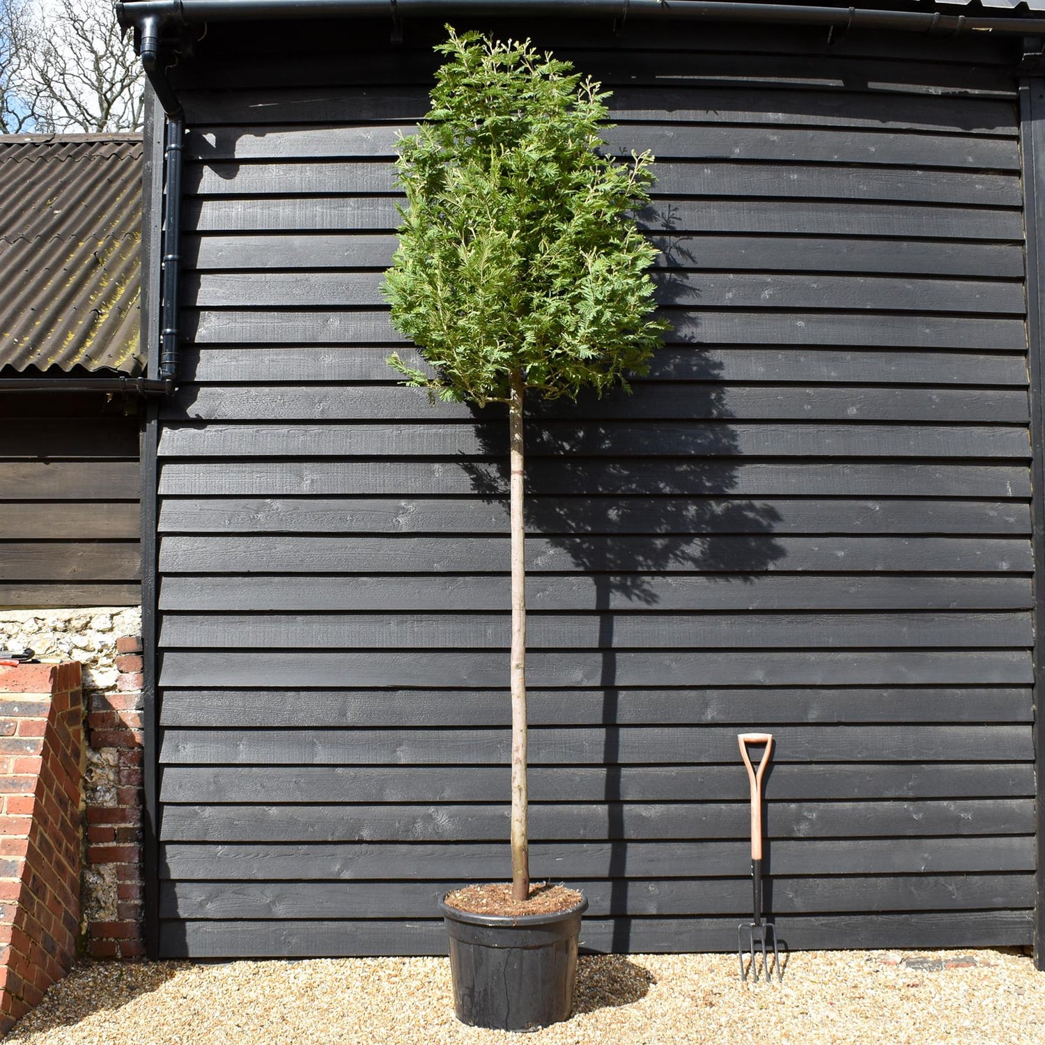 Acacia dealbata - Clear Stem 190-200 - Girth 12-14cm - Height 380-420cm - 70lt