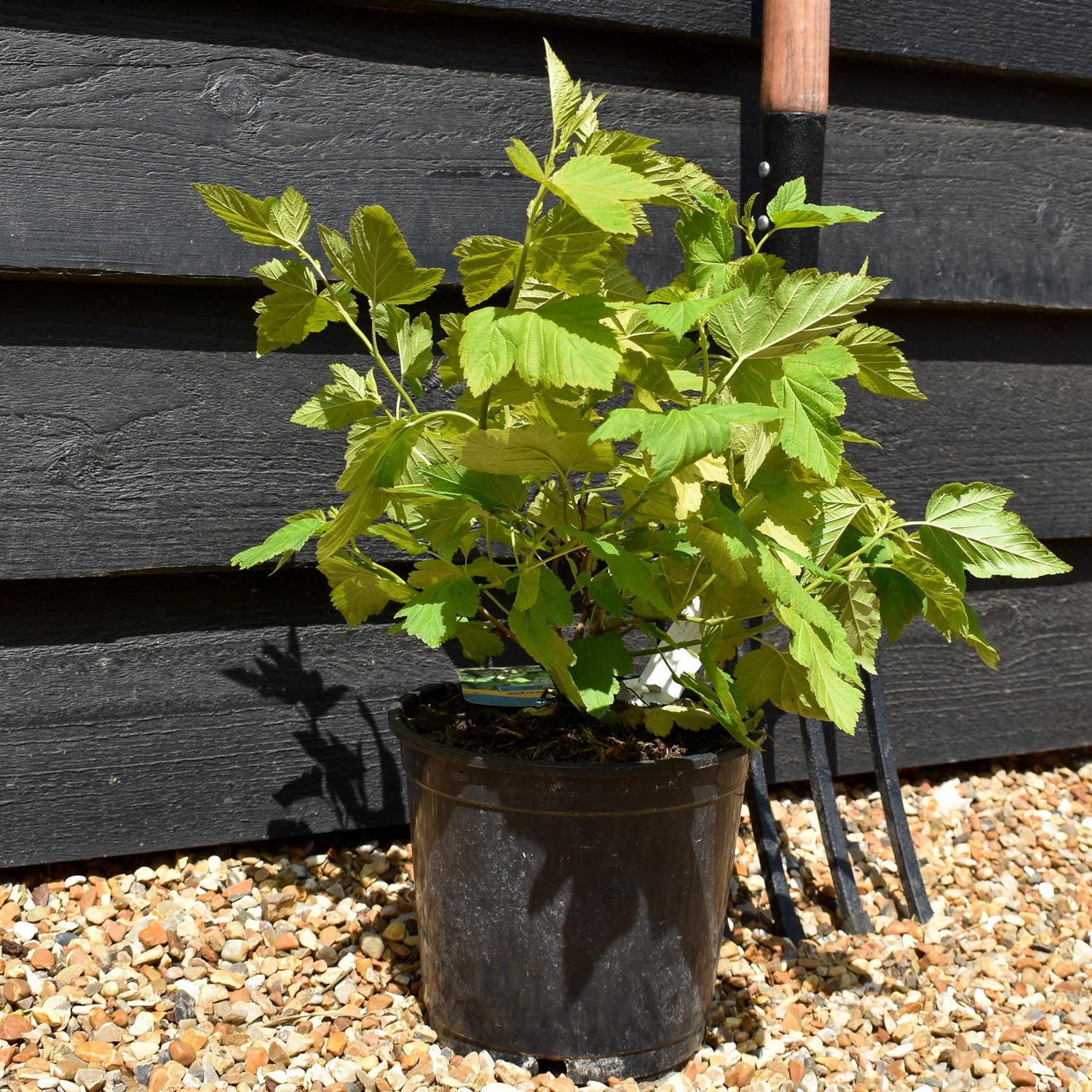 Physocarpus opulifolius 'Dart's Gold' - Shrub - Height 15-25cm - 2lt