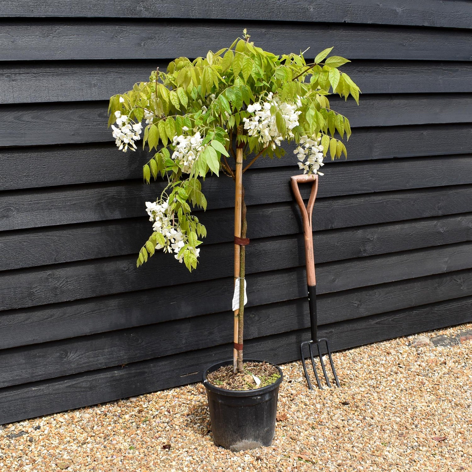 Wisteria sinensis 'Alba' - White flower - Clear Stem 80cm - Height 130-150cm - 18lt