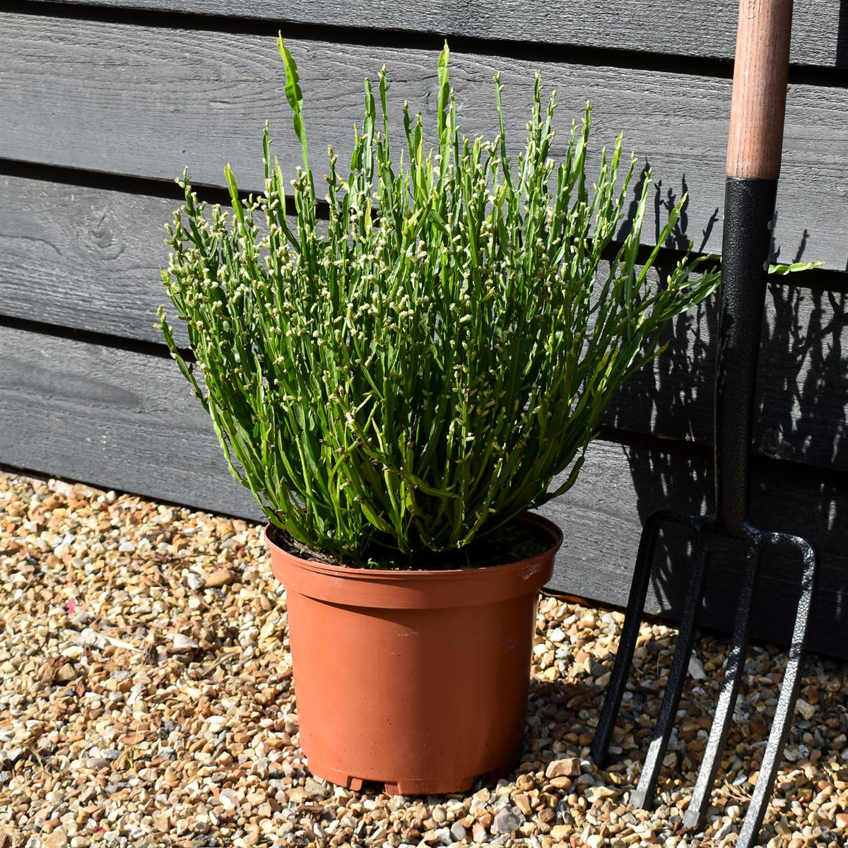 Baccharis genistelloides 'Coral Wave' - Shrub - Height 30-40cm - 5lt