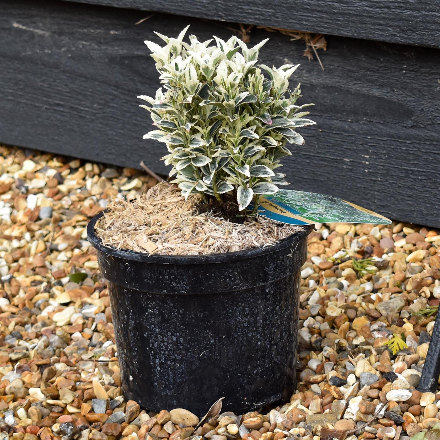 Euonymus japonicus 'White Spire' - Shrub -  Height 10-15cm - 2lt