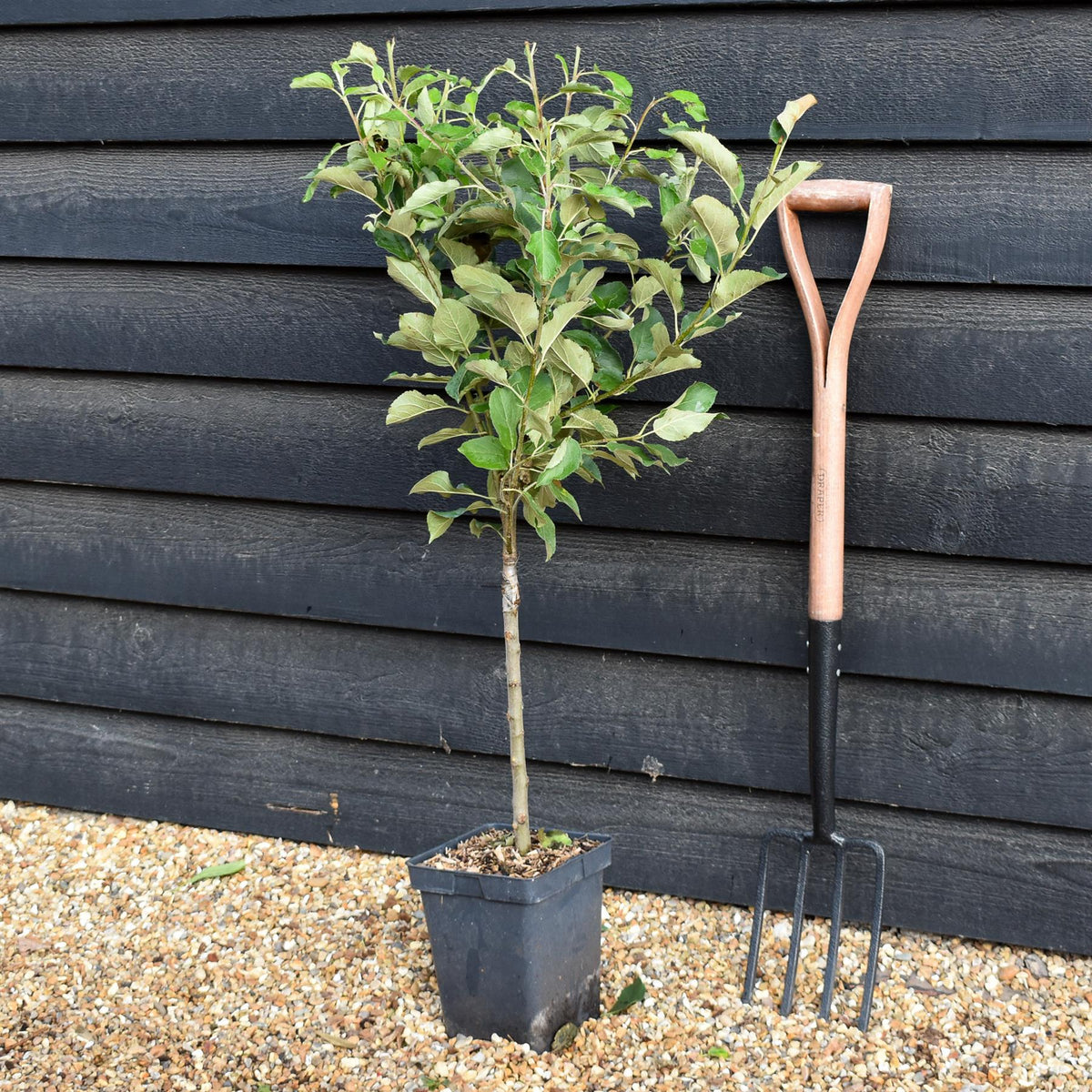 Apple tree 'Elstar' | Malus Domestica - Patio Rootstock - Height 80-100cm - 7lt