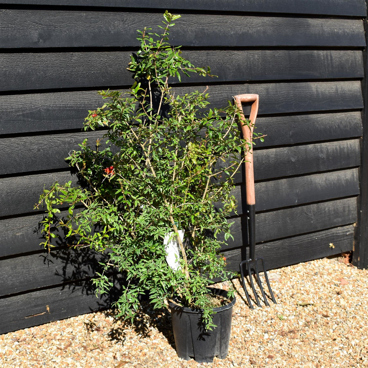 Punica granatum - Pomegranate - Shrub - 90-130cm - 10lt