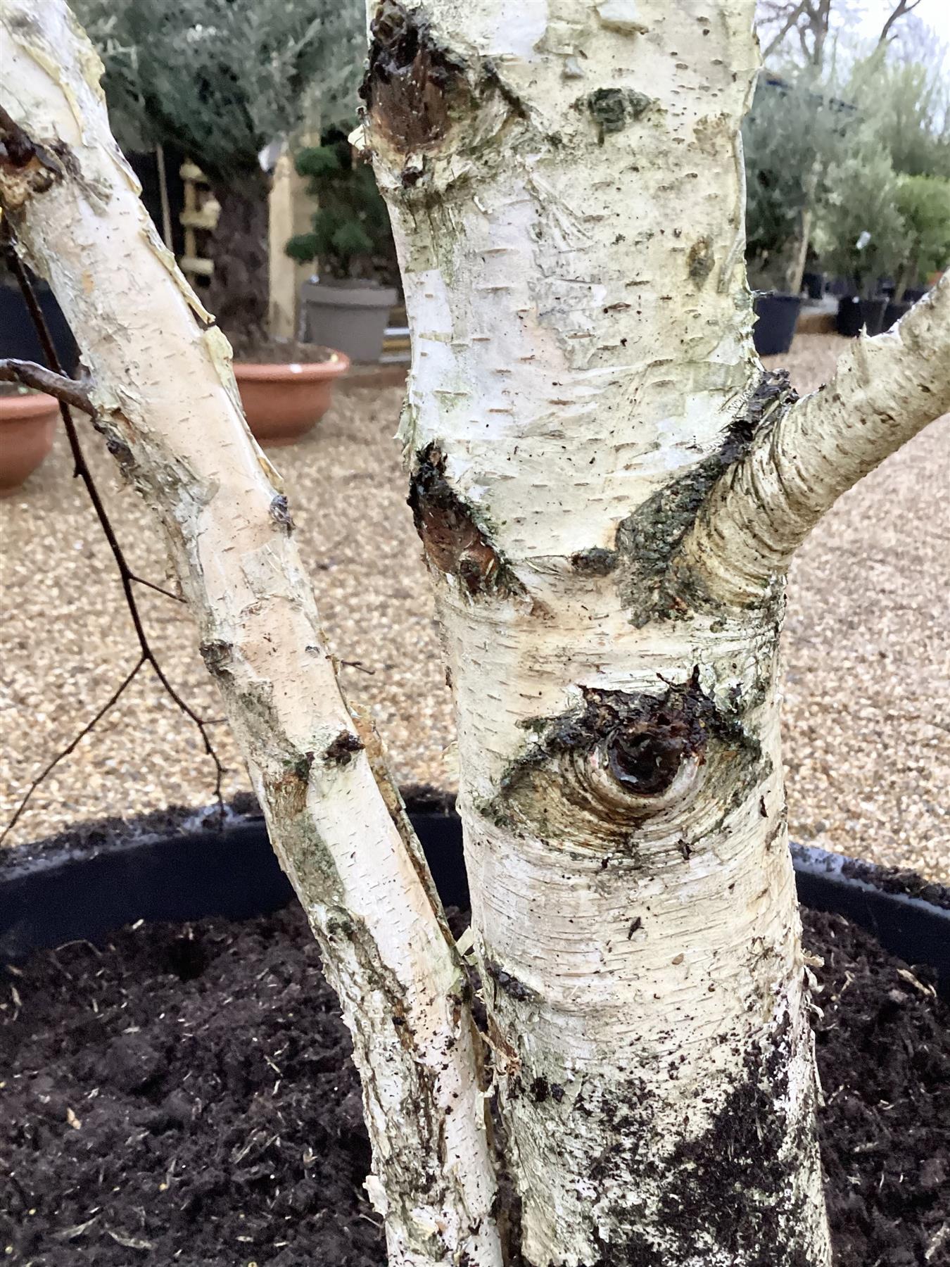 Kashmir Silver Birch | Betula utilis - Multistem - Height 450cm - 300lt