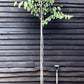 Judas tree | Cercis siliquastrum - Girth 5-6cm - 230-250cm - 18lt