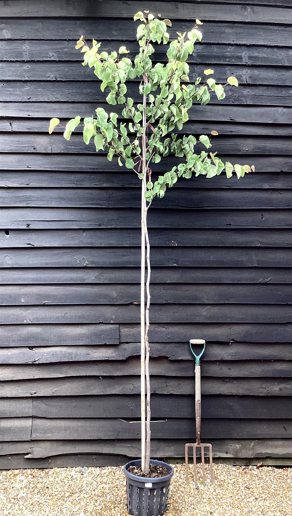 Judas tree | Cercis siliquastrum - Girth 5-6cm - 230-250cm - 18lt