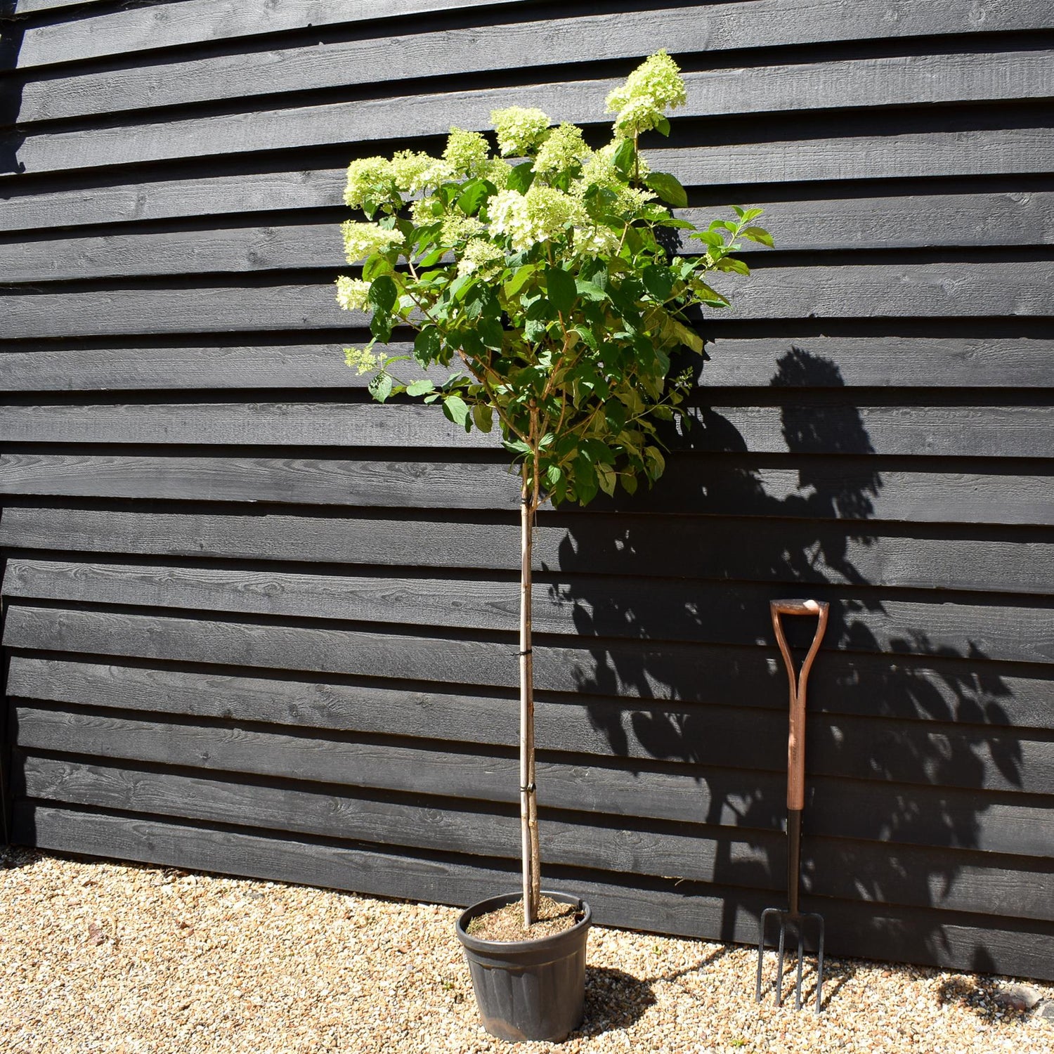 Hydrangea paniculata 'Limelight' - Stem 100cm - Height 170-180cm - 15lt