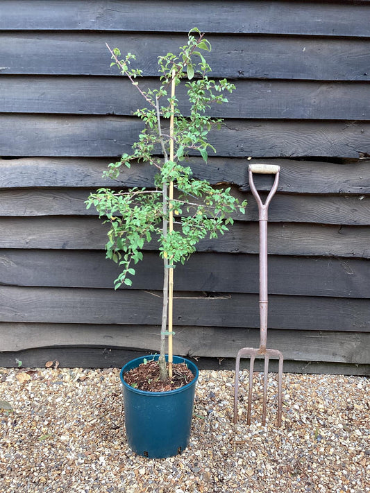 Damson 'Farleigh' on St. Julian | Prunus insititia - Semi-Vigorous - 160-170cm - 12lt