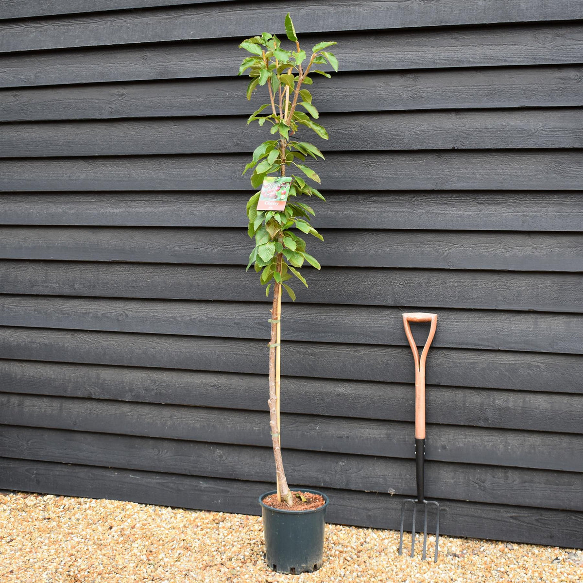 Cherry 'Stella' half-standard | Prunus avium - Height 160-180cm - 12lt
