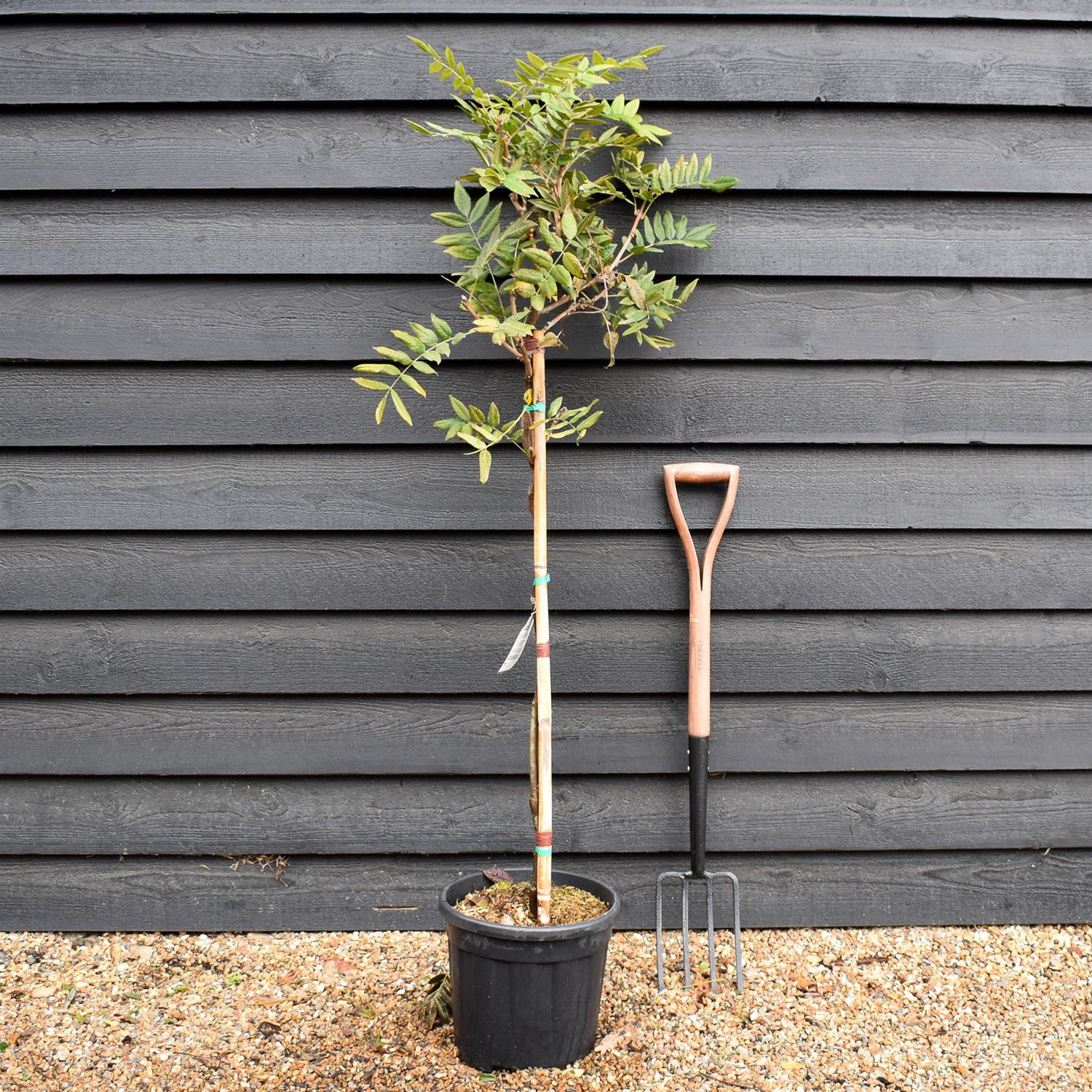 Wisteria brachybotrys 'Iko yama Fuji' Half Standard -Clear Stem - Height 130-150cm - 9lt