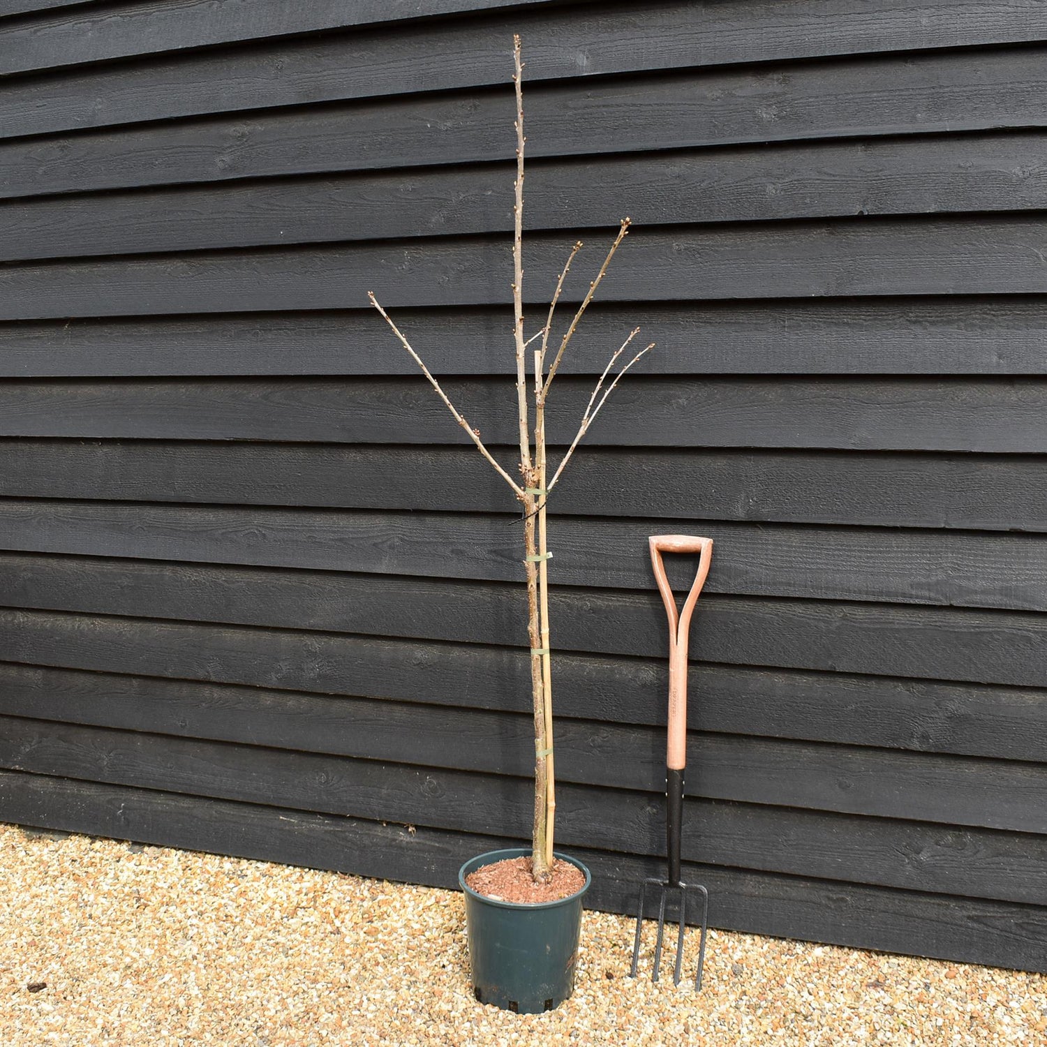 Cherry 'Sunburst' on Gisela | Prunus Avium - Dwarfing - Height 150-180cm -12lt