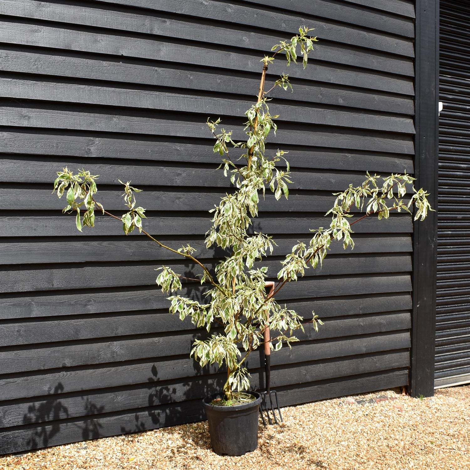 Cornus controversa 'Variegata' | Wedding Cake Tree -  Feathered - Height 190-210cm - 25lt
