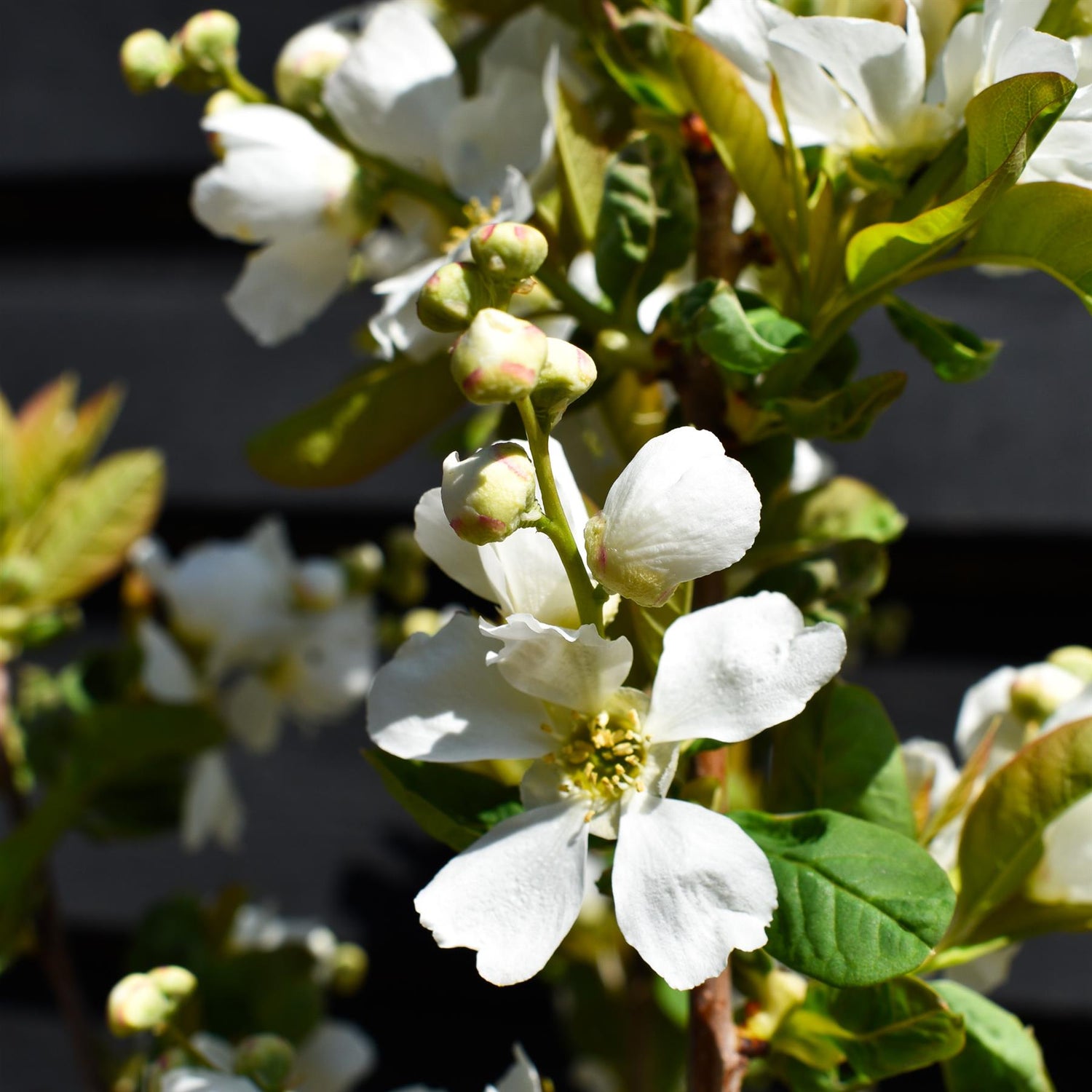 Excochorda serratifolia Snow White - Height 200-220cm - 12lt