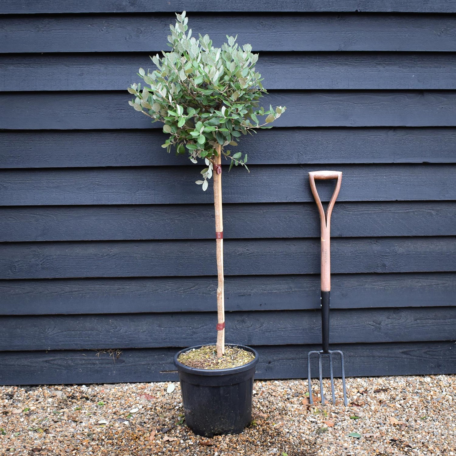 Ginkgo biloba | Maidenhair Tree - Clear Stem 70cm - Height 125-140cm - 12lt