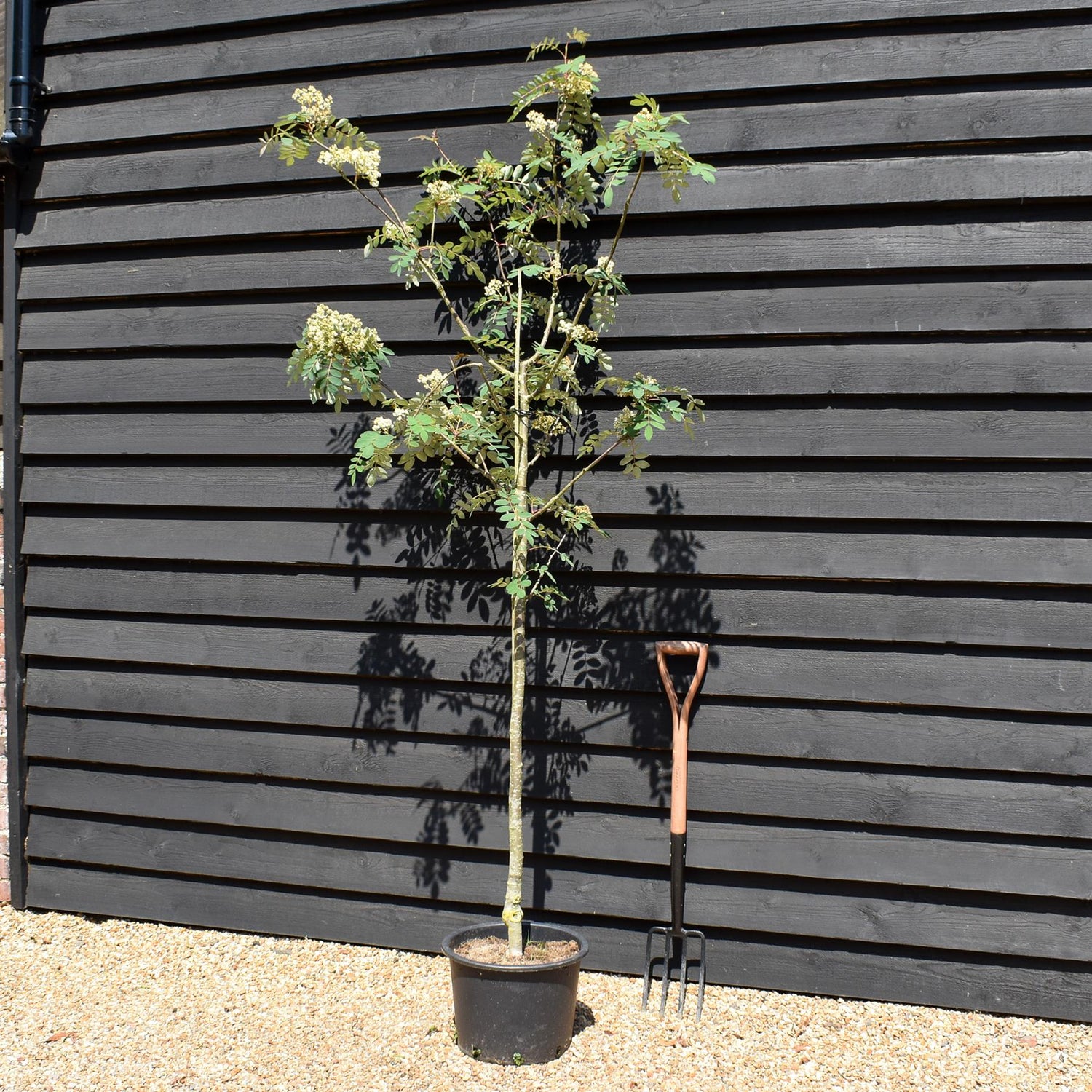 Sorbus pseudohupehensis 'Pink Pagoda' | Chinese Mountain Ash - 220-250cm, 20lt