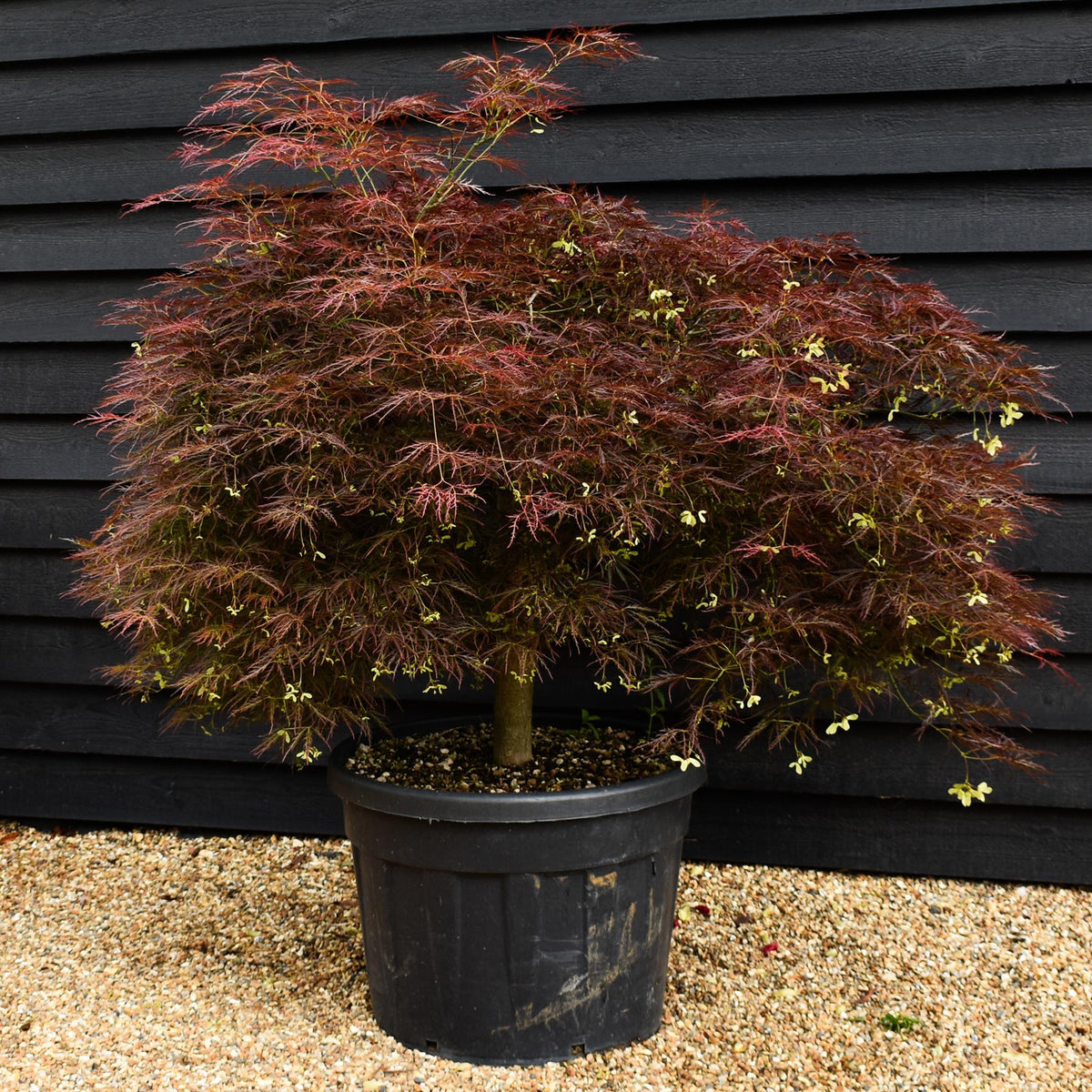 Acer palmatum 'Atropurpureum Dissectum' | Purple Japanese maple - Half Standard - Height - 90-110cm - 110lt