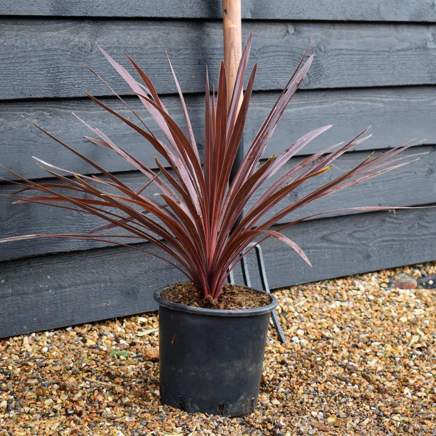 Cordyline australis 'Red Star' - Height 40-50cm - 10lt