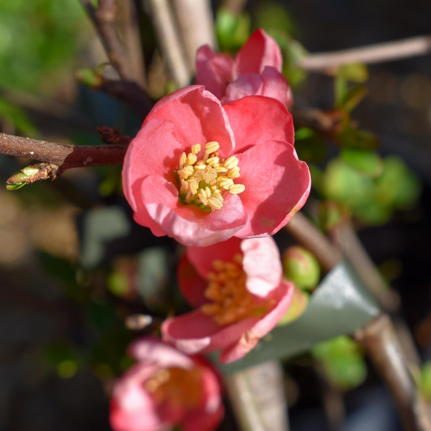 Chaenomeles x Suberba 'Pink Lady' - 15-25cm - 3lt