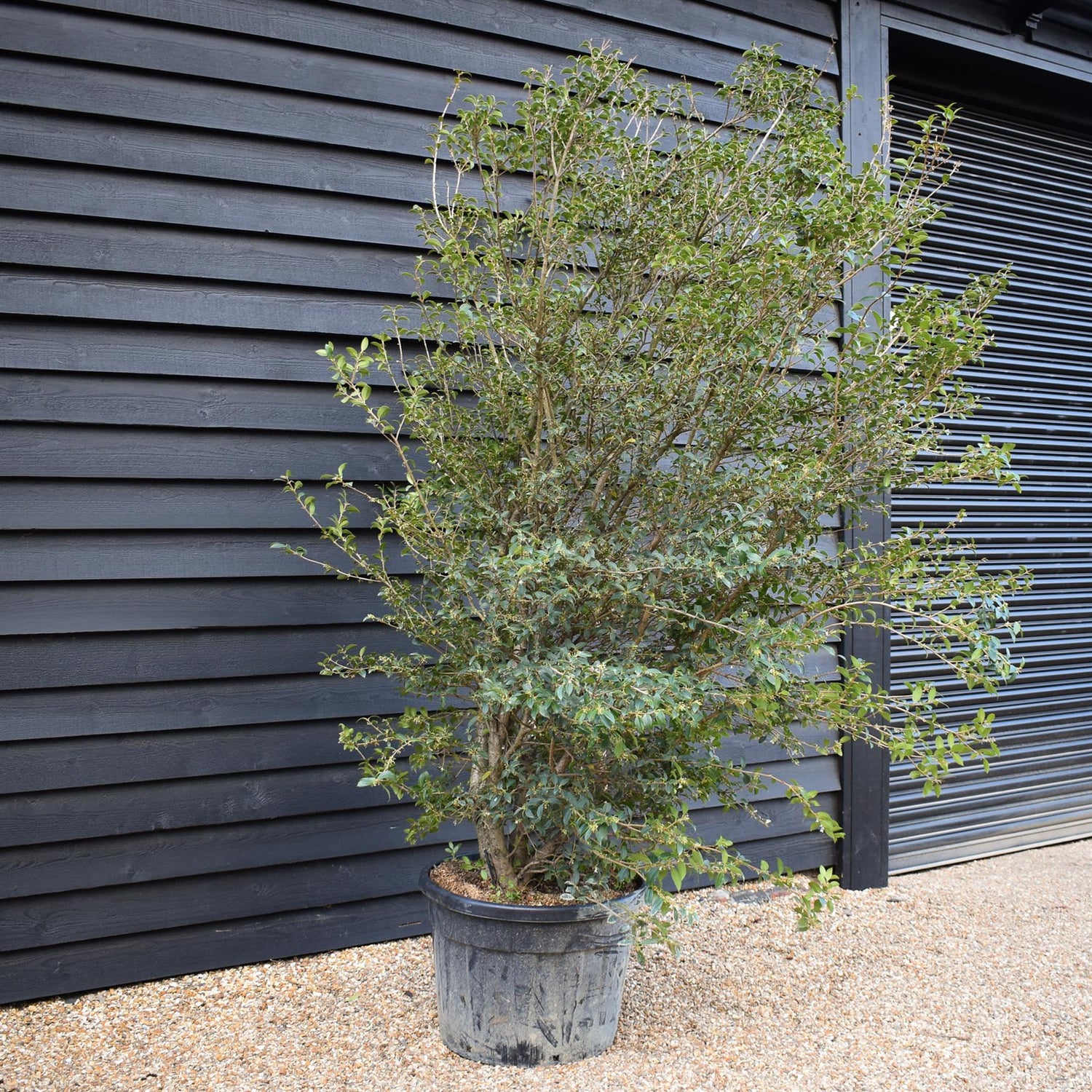 Osmanthus x burkwoodii | Burkwood Osmanthus - Large Shrub - Height 250cm - 110lt