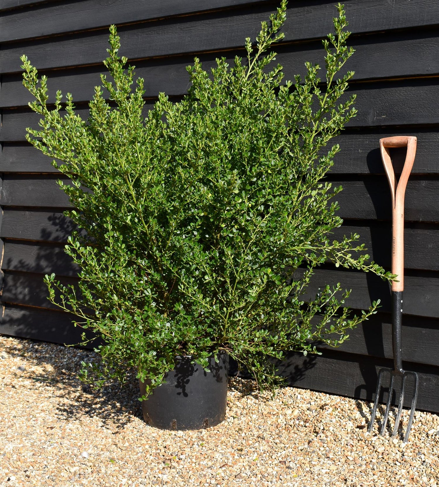 Ceanothus 'Victoria' - Bush - Height - 100-125cm - 20lt