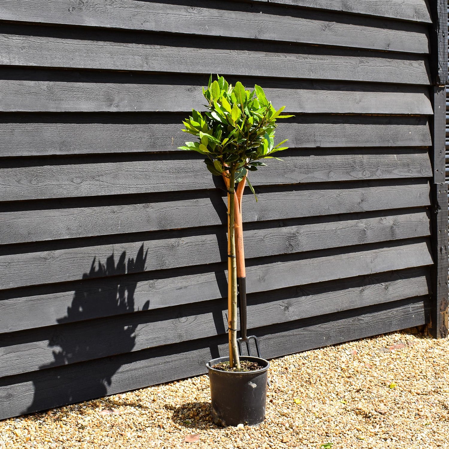 Bay Tree | Laurus nobilis - Clear Stem 70cm - Height 100-110cm - 7lt
