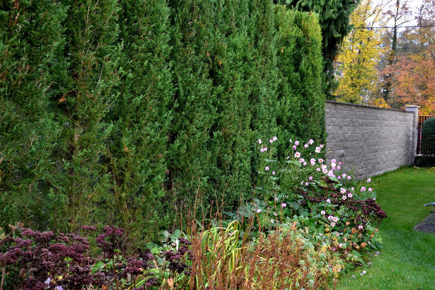 Leyland Cypress - 380-390cm, 45lt