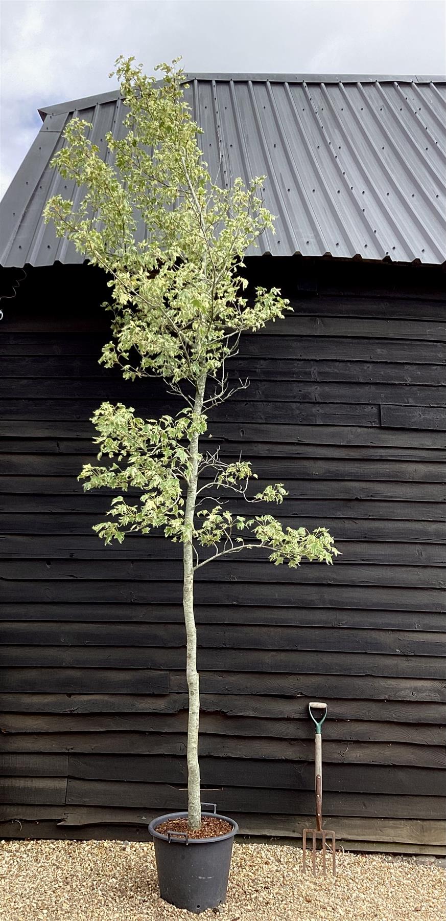 Liquidambar styraciflua 'Albomarginata' | Sweet Gum 'Silver King' - 90lt