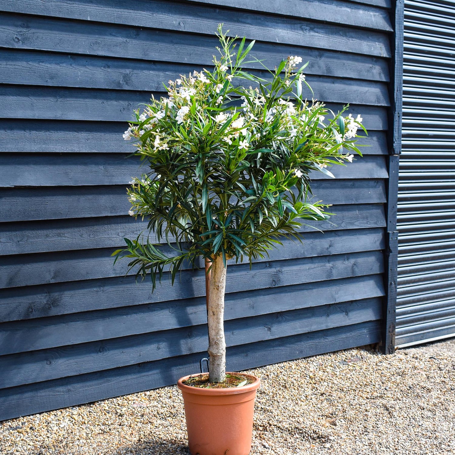 Nerium oleander - Alsace - White/Pink - Clear Stem 50-60cm - Height 130-150cm - Girth 20-22cm - 30lt