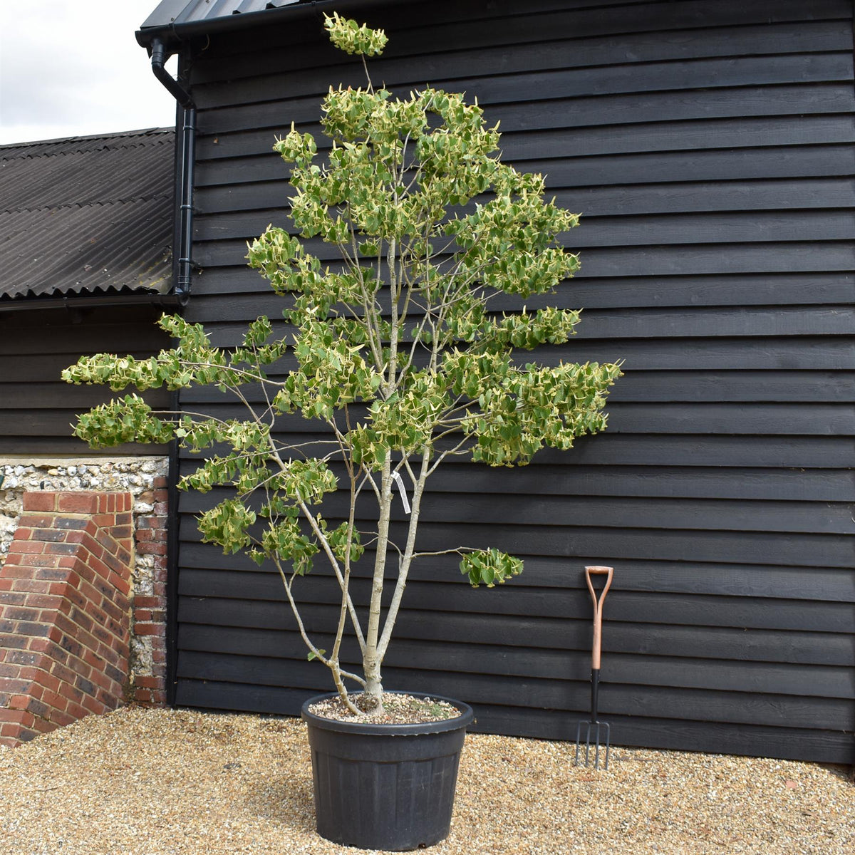 Tilia henryana | Henry's Lime - Bushy - Height 260-280cm - 130lt
