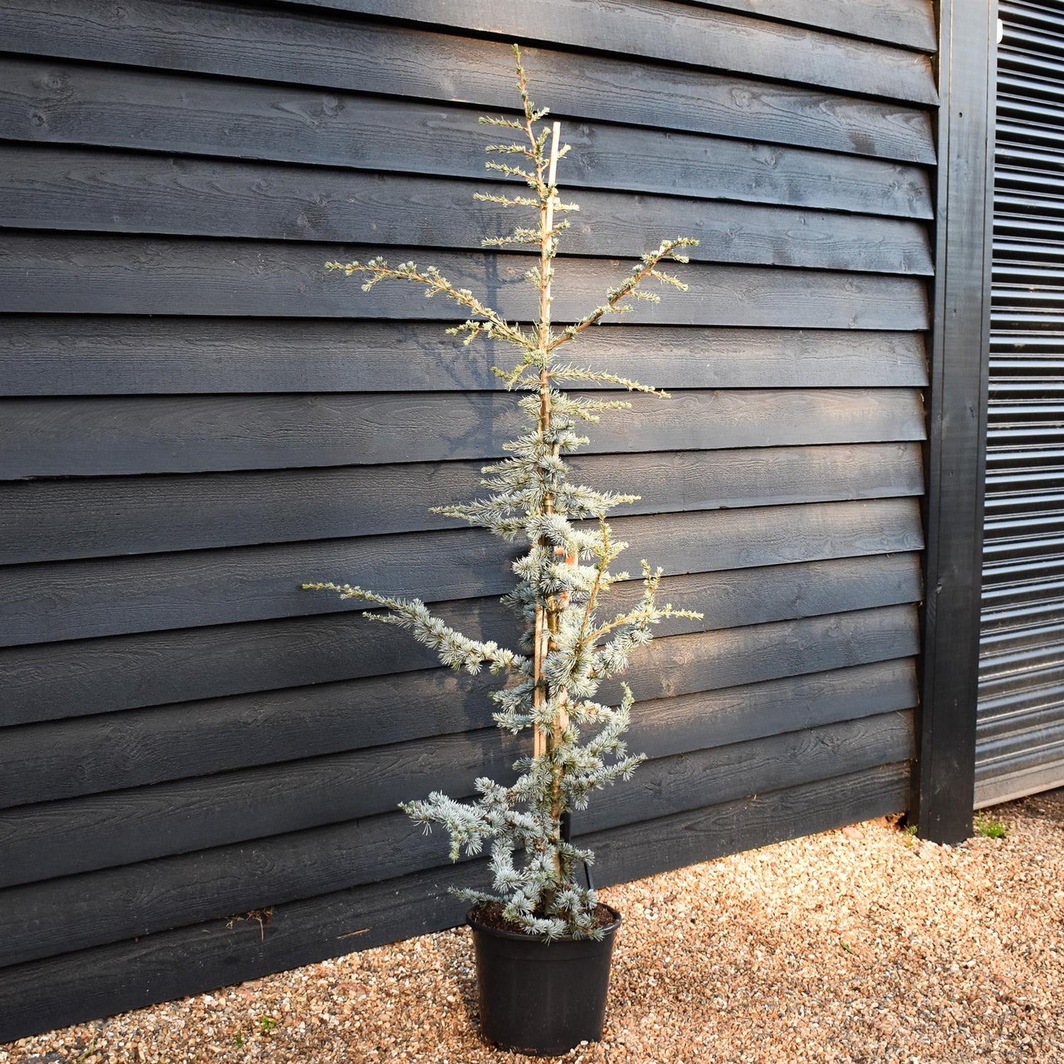Blue Atlas Cedar | Cedrus Libani 'Glauca' - Height 170-190cm - Feathered - 20lt