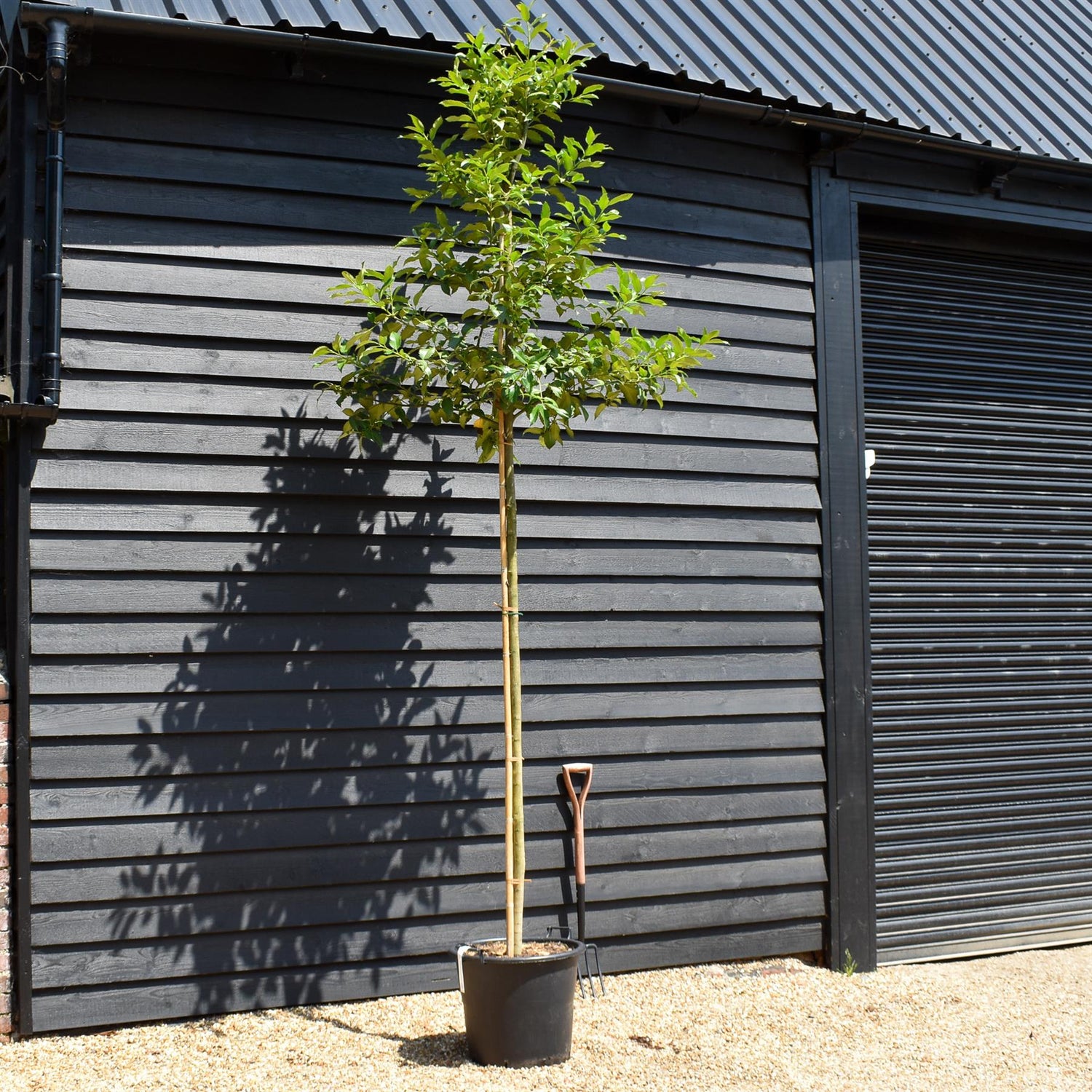 Ilex Castaneifolia - Chestnut-leaved Holly - Clear Stem 200cm - Girth 8-10cm - Height 420-430cm - 50lt