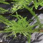 Taxodium distichum | Bald Cypress - Mature Tree - Girth - 25cm - Height 450cm - 110lt