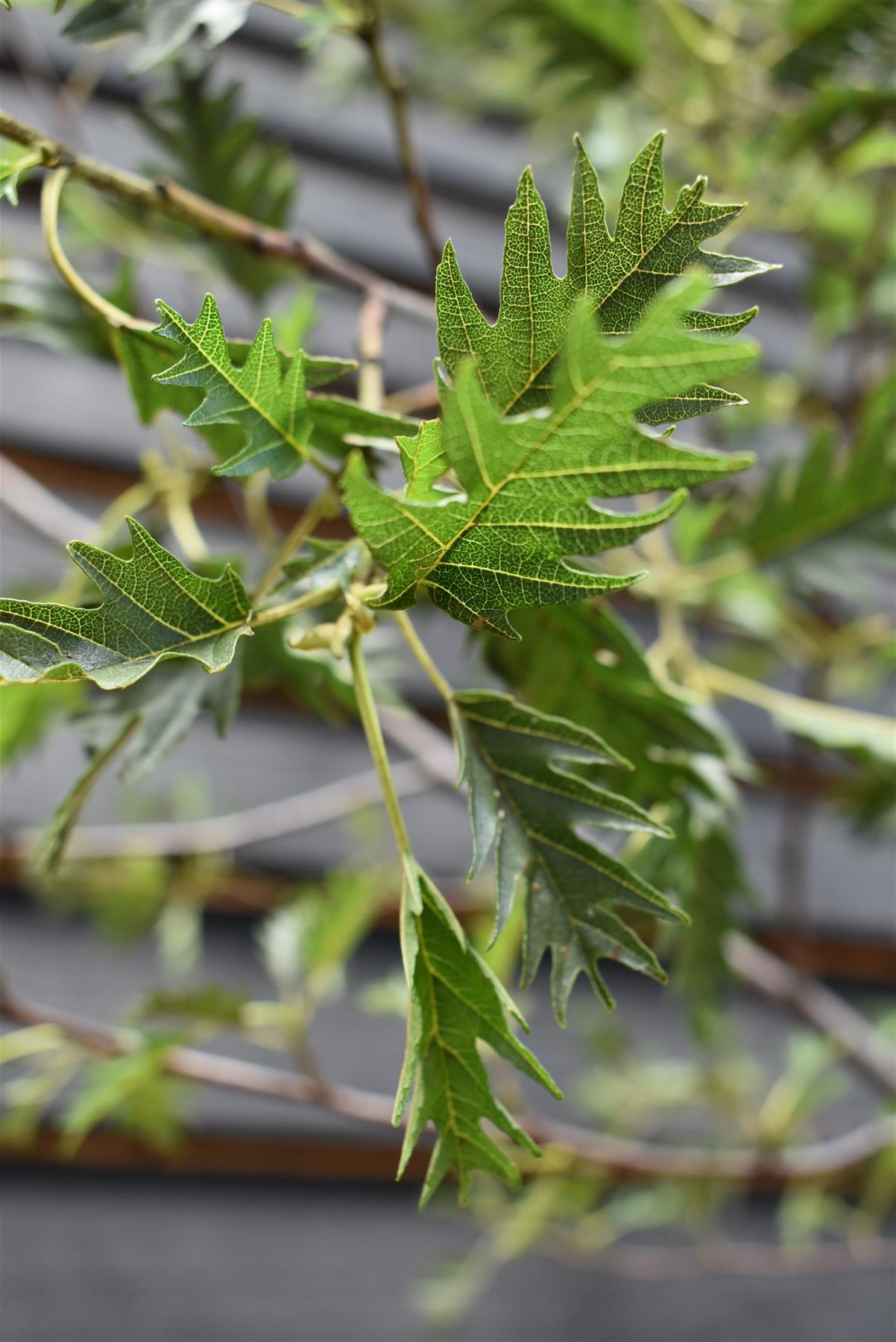 Alnus Glutinosa Laciniata - Cut Leaved Black Alder - 240-260cm - 30lt
