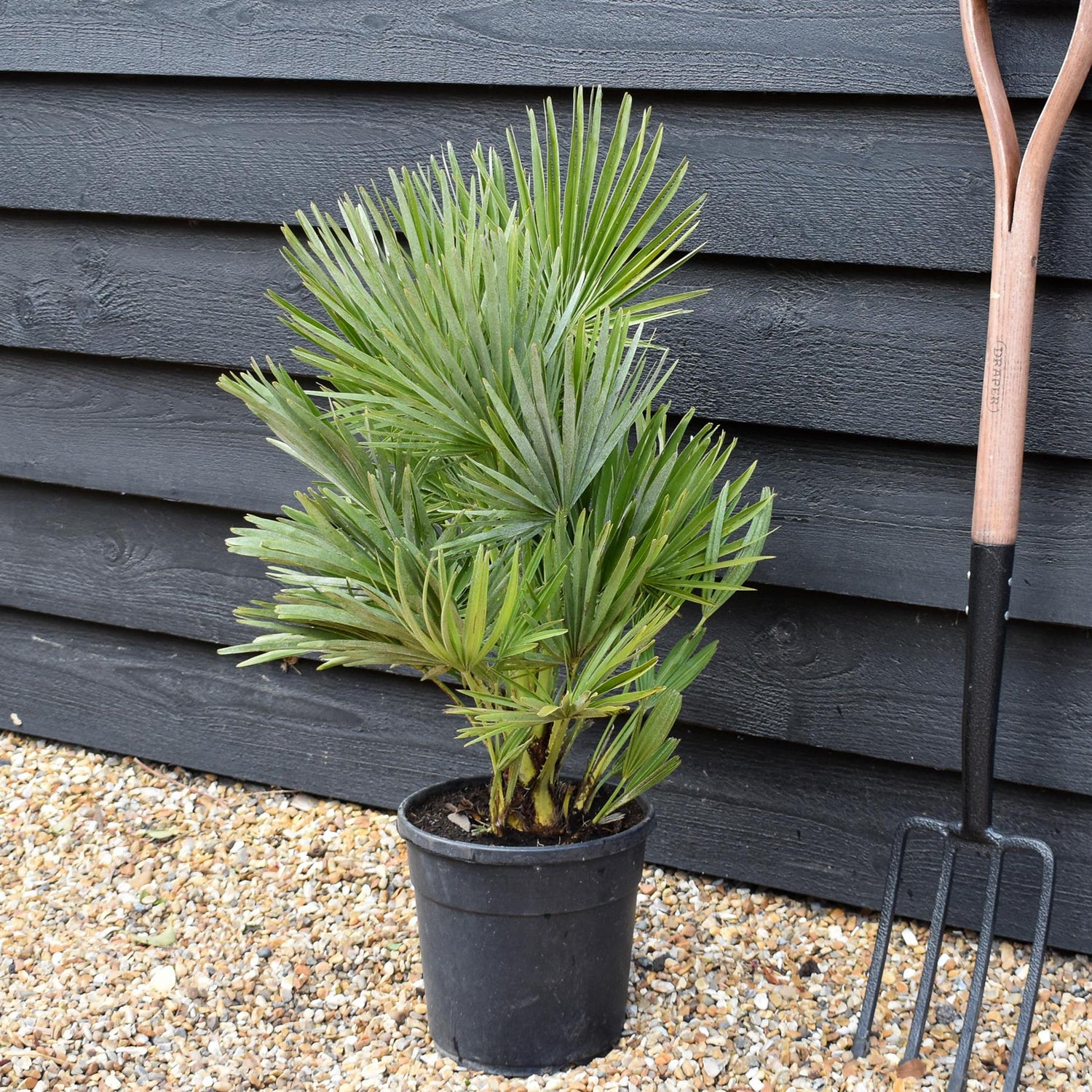 Chamaerops Hummilis Compacta - Height 60-70cm - Shrub - 18lt