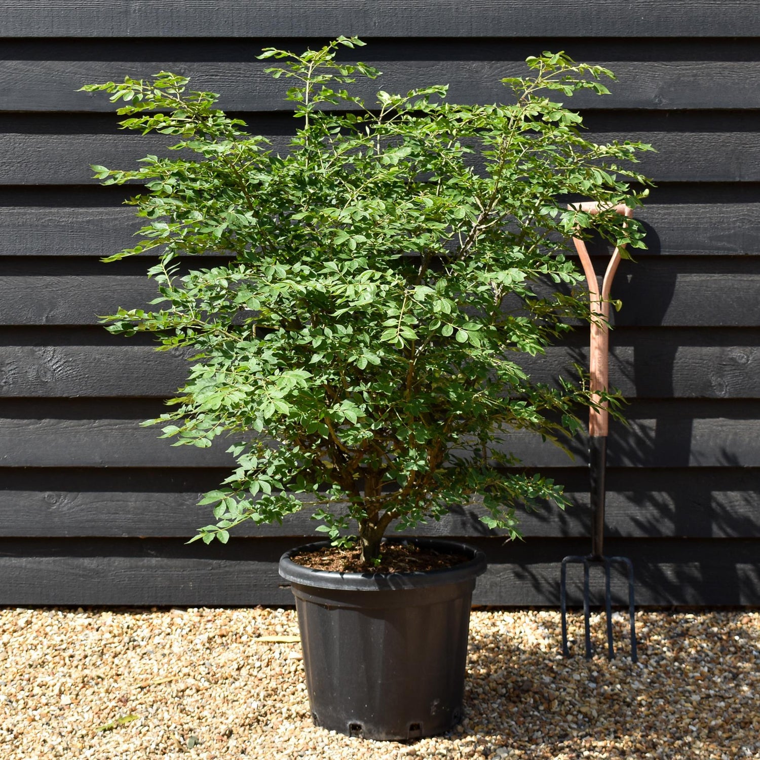 Winged Spindle Tree | Euonymus Alatus - Height 90-110cm - 25lt