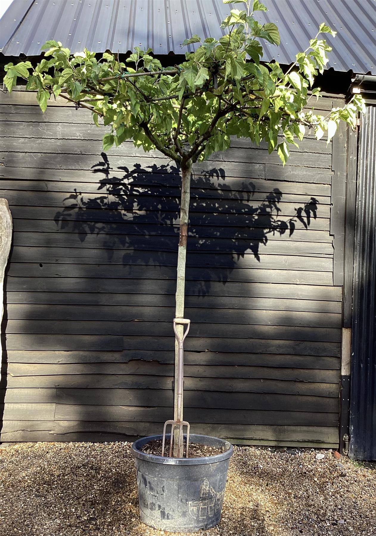 Morus Alba | White Mulberry - Pleached Parasol - Girth 16-18cm - 230cm  - 150lt