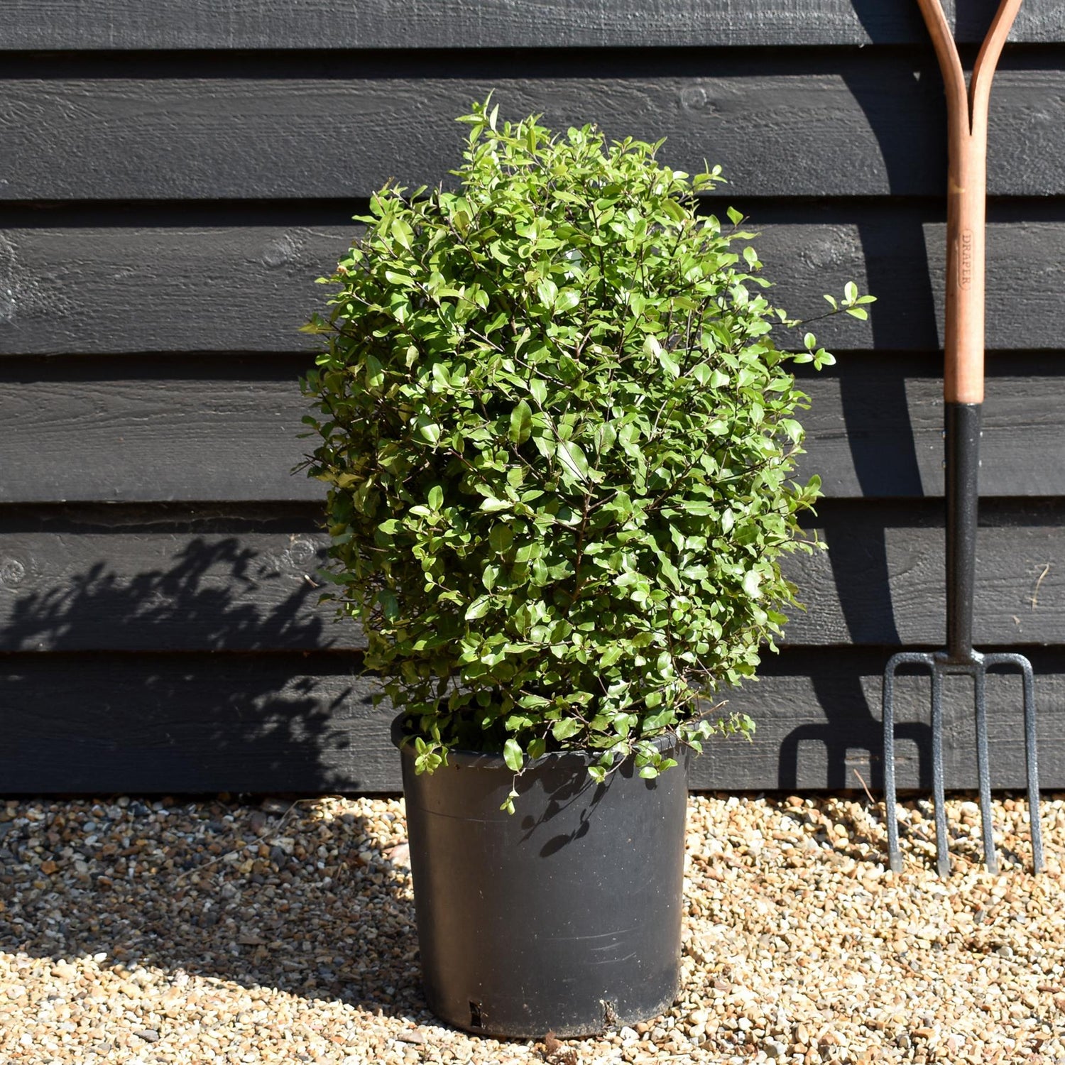 Pittosporum tenuifolium 'Golf Ball' - Height 50-60cm, 10lt